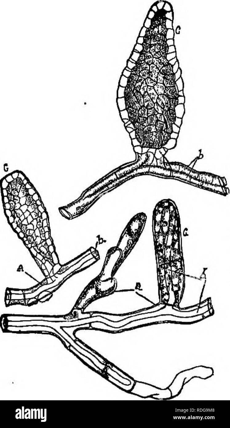 . Parasitic fungi of Illinois / by T.J. Burrill. Fungi. Parasitic Fungi of Illinois. 391. FiGUEB 2. Cicindbolus Cessatii, DBy.: a the mycelium of Erysiphe galeopsidis, DC, within which is to be sefen the parasitic mycelium 6 of Oidnoblus; c, c, c different stages of the so-called pycnidium in which the spores of the parasite are developed. Magnified 300 times. (After De Bary.) Fig. 2. This frequently develops in one of the cells of a conidio- phore, in which case the shriveled upper portion remains as a kind of appendage. In other cases it is developed directly from the mycelium. Occasionally, Stock Photo