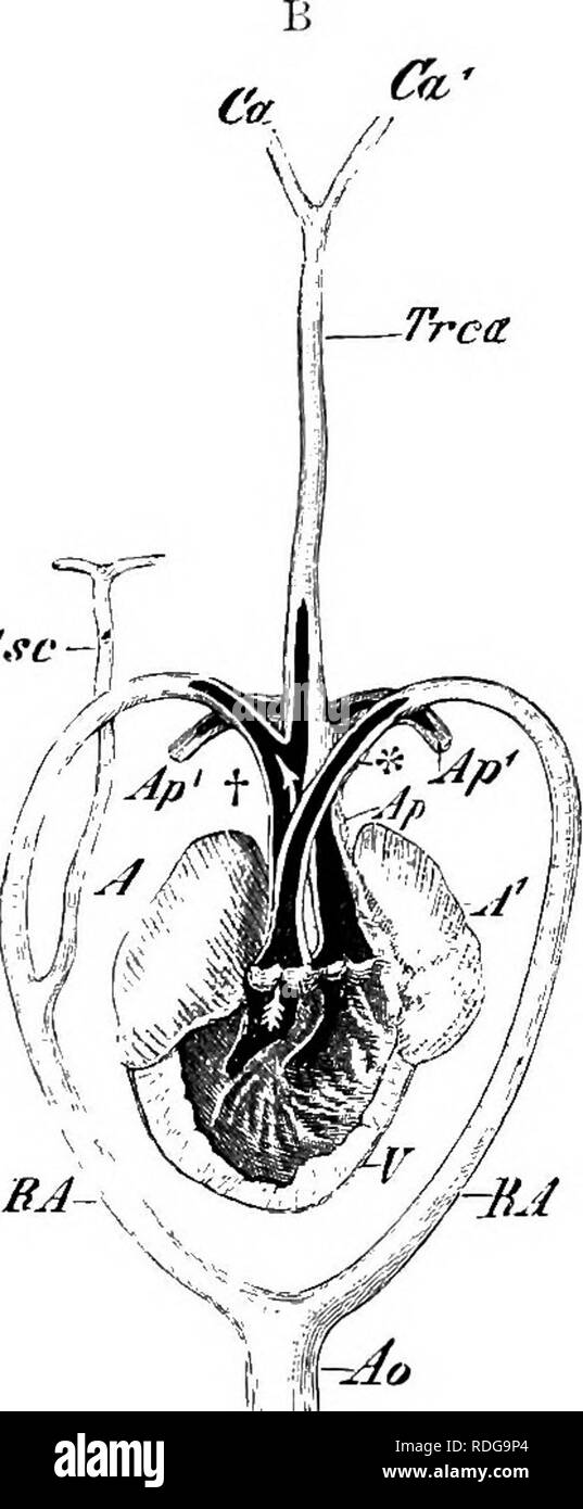 . Elements of the comparative anatomy of vertebrates. Anatomy, Comparative. A.vc. Fig. 253.—Heart of A, Lacerta muralU, and B, OF A Large Varo/iinn, i?Howx cfT opex ; C, Diagram of the Reptilian Heart. V-, ventricles ; A, A atria ; tr, Trca, innomi- nate trunk ; 1, S, first and second arterial arches ; Ap, Ap^, pulmonary arteries : Vjj, pulmonary vein; t and *, right and left aortic arches ; RA, root of aorta; Ao, dorsal aorta ; Ca, Ca^, carotids ; Asc, An, subclavian arteries. /, jugular vein ; Vs, subclavian vein ; Ci, postcaval: these three veins open into the sinus venosus, which lies on  Stock Photo