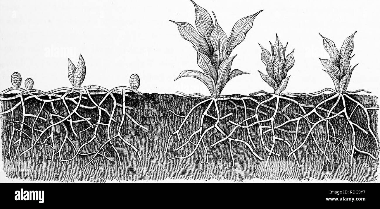 The natural history of plants, their forms, growth, reproduction, and  distribution;. Botany. CLUSTERED ARRANGEMENT. 799 in the light and in open  air than in those which develop under the water or