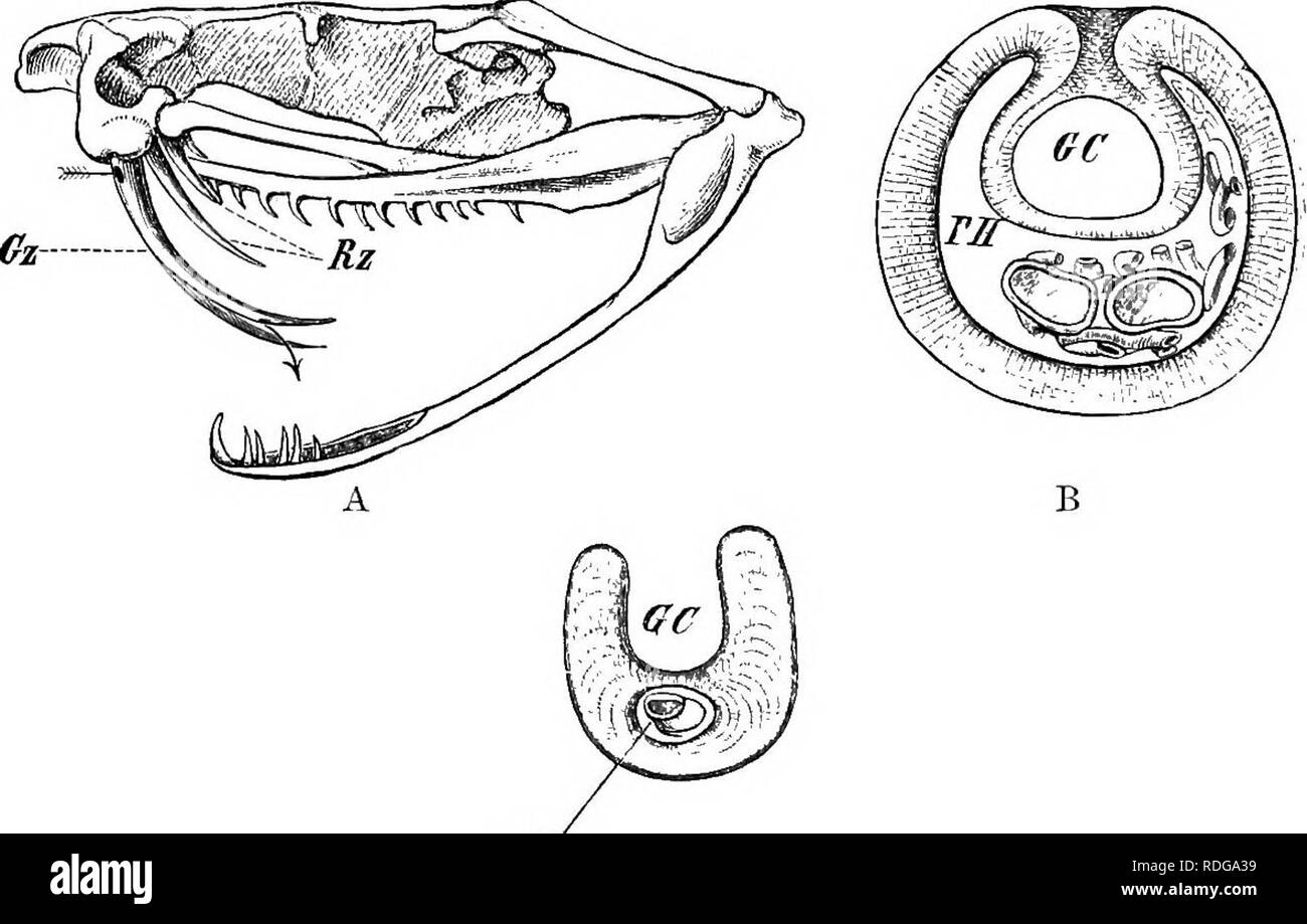 Elements Of The Comparative Anatomy Of Vertebrates Anatomy Comparative Fig 194 A Diaobams Of Tkansvekse Section Through The Jaws Of Reptiles Showing Pleurodont A Aceodont B And Thecodont C Dentitions B A