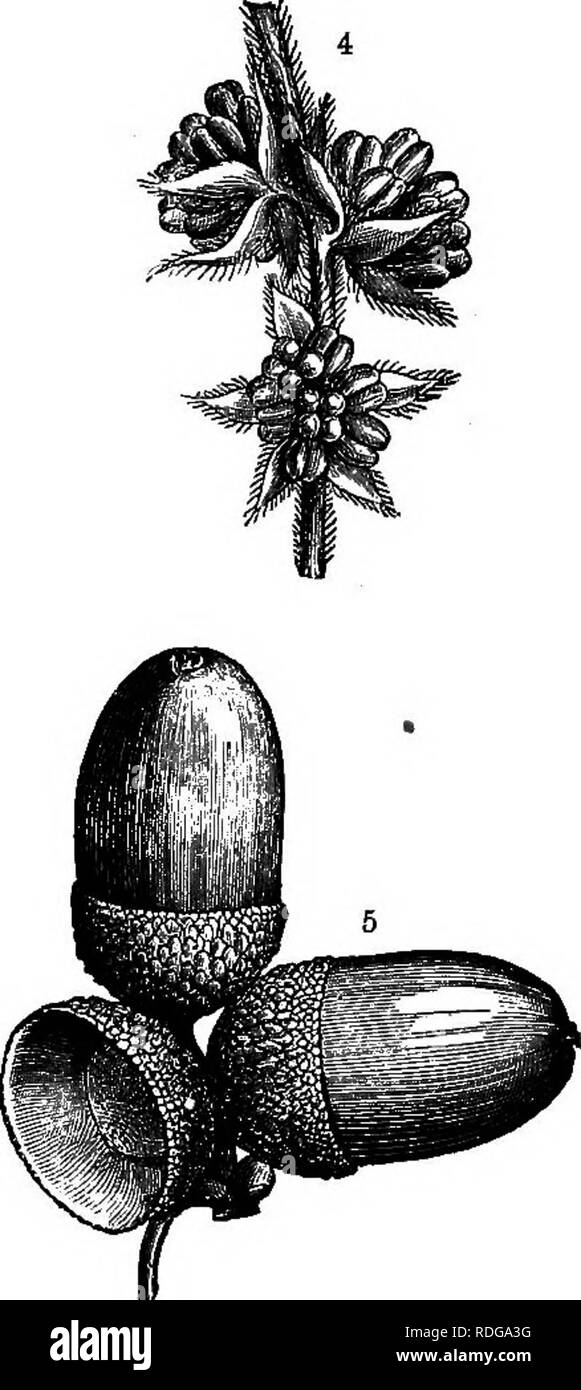 . The natural history of plants, their forms, growth, reproduction, and distribution;. Botany. Fig. 430.—The Oak {Quercus sessUiJtora). 1 Cluster of female flowers. ' Single female flower, s Longitudinal section of a female flower showing the ovary with ovules, small perianth and the young cup or cupule. * Three male flowers. 5 Cluster of nuts (acorns) with their cupules. ^ The seed, 7 Longitudinal section of seed, s Transverse section of seed, i, ^, s, ^ enlarged; rest nat. size. Moracese; sometimes it is discoid, and sometimes hollowed out into the shape of an urn (see p, 157), It also enter Stock Photo