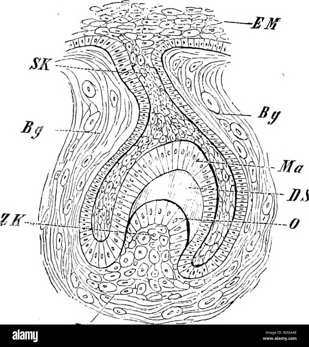 . Elements of the comparative anatomy of vertebrates. Anatomy, Comparative. 240 COMPARATIVE ANATOMY in the form of superficial papillae of the mucous membrane; but secondarily, owing to want of space, the epithelium of the mouth grows inwards so as to give rise to a dental lamina which becomes- enlarged distal ly at certain points to form the so-called enamel-organs^ These as theygrow deeper into the mesoblast become bell-shaped,and enclose modified masses of connective-tissue, the dental jpapillm; the upper cells of the papillae, i.e., those next to the enamel-organ are known as odontoblasts  Stock Photo