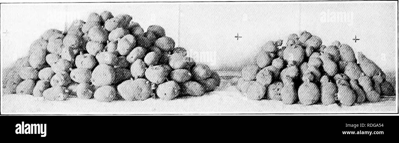 . The potato . Potatoes. ^ !.• il 'M-y ^ f»^; ^l^- jjj'/ ^K v*^' '^1^.^ ^^H ^B^jJ^^^Bfl ^.-•^i B Plate VII. — Tubers with histories. Upper, influence of unfavorable growing season, showing the second-growth tubers on the right compared with normal uniform tubers on the left. Lower, Breeding — the im- munity and susceptibility of two tuber progenies.. Please note that these images are extracted from scanned page images that may have been digitally enhanced for readability - coloration and appearance of these illustrations may not perfectly resemble the original work.. Gilbert, Arthur Witter, 18 Stock Photo