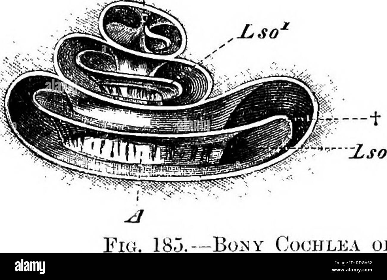 . Elements of the comparative anatomy of vertebrates. Anatomy, Comparative. 232 COMPARATIVE ANATOMY membrane and membrane of Keissner; these lie at an angle to one another and correspond to the inner walls of the membranous cochlea or scala media, which is approximately triangular in transverse section. The outer wall abuts against a portion of the peripheral part of the bony cochlea (the region between Ls and the peripheral end of R in Fig. 186). It is apparent therefore that jv KS Lso''. Please note that these images are extracted from scanned page images that may have been digitally enhance Stock Photo