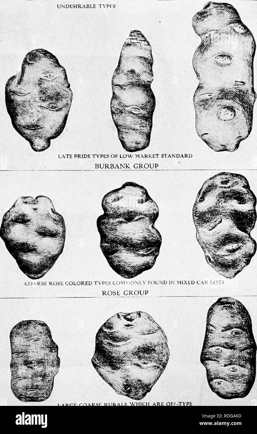 . The potato . Potatoes. STANDARD TYPES UNDliSlRjVBLE TVPI T^'PICAL BLIRBANK TYPICAL RURAL NEW VORktR. LARGE CO-RSC RURALS •J.-HICK ARE OFF-TVPl RURAL GROUP Plate II. — Types of potato tubers, as illustrated by the Wisconsin Experiment Station. A careful selection of seed for a few years will gradually eliminate these undesirable types.. Please note that these images are extracted from scanned page images that may have been digitally enhanced for readability - coloration and appearance of these illustrations may not perfectly resemble the original work.. Gilbert, Arthur Witter, 1882-1936; Bar Stock Photo