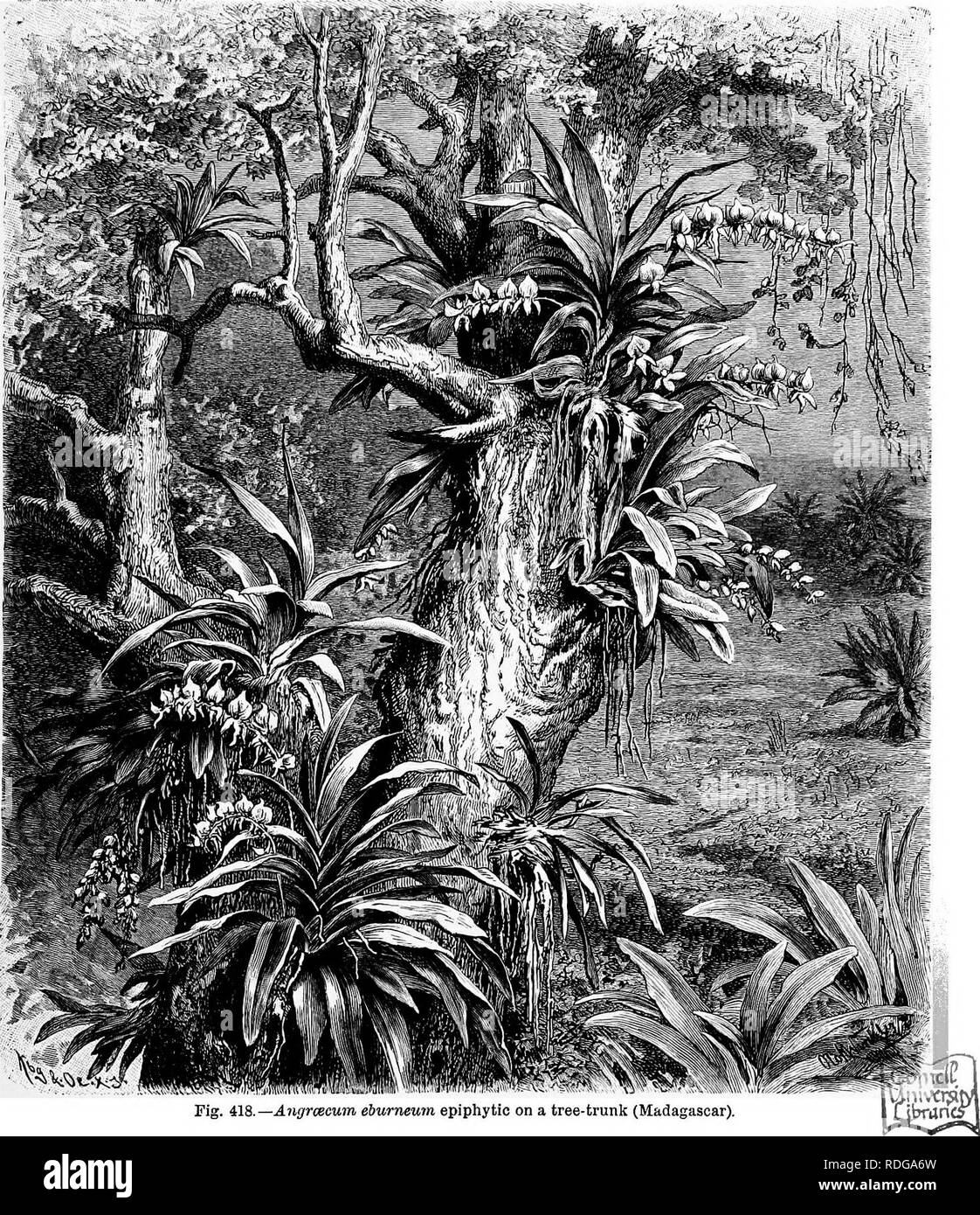 . The natural history of plants, their forms, growth, reproduction, and distribution;. Botany. ANGIOSPEEMyE, MONOCOTYLEDONES. 73r repetition is not needful here. The Monandrse may be divided into four tribes, the Ophrydece, Neottiece, Vandece, and EpidendrecB. The Ophrydece include most of the British and European Orchids, which are not. Fig 418 —Angrcecum ebumeum epiphytic on a tree trunk (Madagascar) epiphytes but terrestrial, with swollen tuberous roots, including Orchis, Ophrys,. Gymnadenia, Habenaria, and the South African Lisa. The NeottieoB also include some European forms, Cephalanther Stock Photo