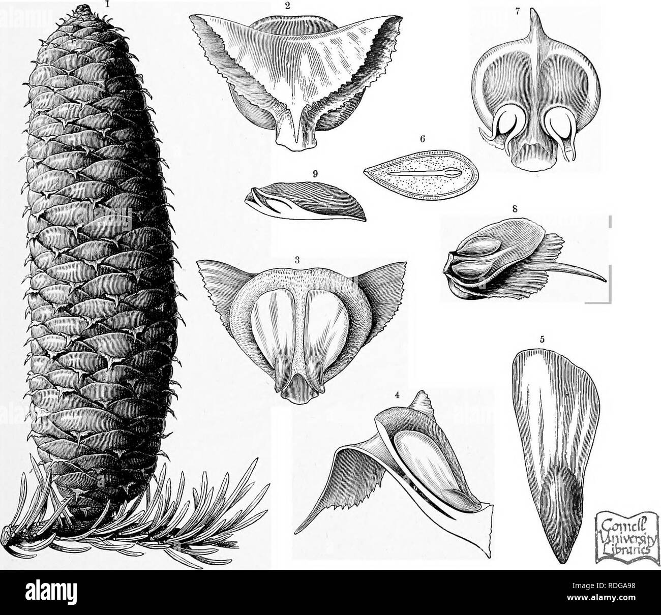 . The natural history of plants, their forms, growth, reproduction, and distribution;. Botany. GYMNOSPERMiE. 721 cones. The only other genus is Agathis (Dammara). These two genera include 14 species, distributed in the Southern Hemisphere only. Abietinece.—This family includes the majority of familiar Conifers of the Northern Hemisphere. They are distinguished by the fact that the scales of the female cones are divided into an upper ovule-bearing scale (the ovuliferous scale) and a lower subtending bract scale. The ovules are borne in pairs on the former,. Fig. 407.—Female Coue and Scales in A Stock Photo