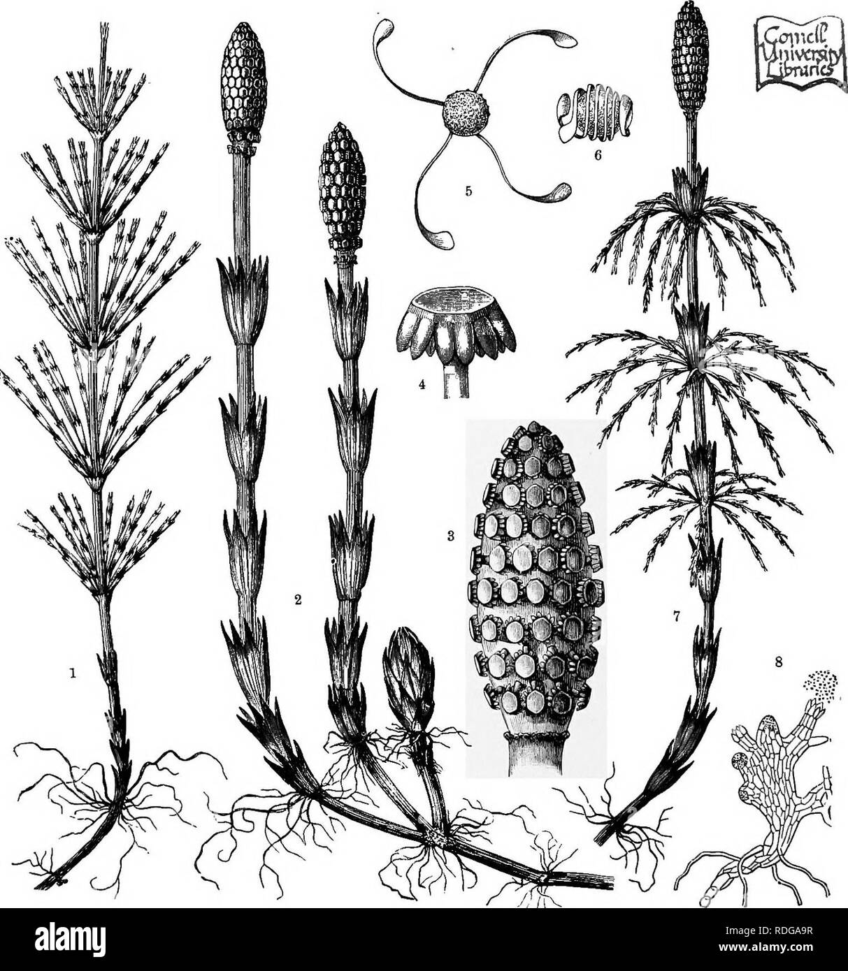 . The natural history of plants, their forms, growth, reproduction, and distribution;. Botany. Y12 THE SUBDIVISIONS OF THE VEGETABLE KINGDOM. to the large amount of silica contained in the epidermal membranes. The early spring shoots of many species are unbranched and terminate in spore-beanng cones (e.g. E. arvense, fig. 403 2), whilst later on other branching shoots arise which are sterile (fig. 4031). In other cases the fertile shoots are also branched (fig. 403 0-. Fig. 403.—Equisetaceas. 1 Summer sterile shoot o! Equisetuw, arvense. 2 Vernal, spore-bearing shoot ol Equisetwm arvense. s Fe Stock Photo