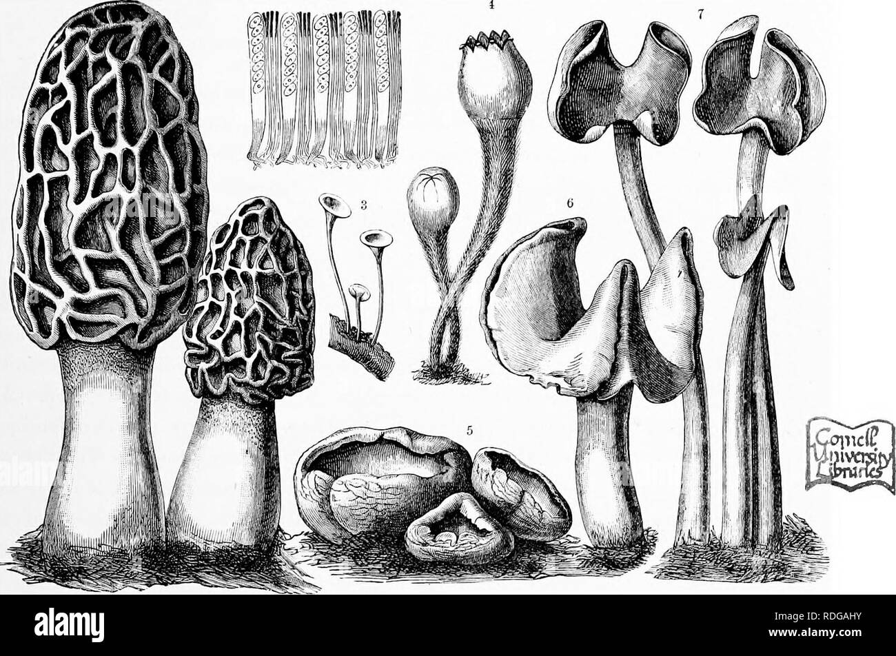 . The natural history of plants, their forms, growth, reproduction, and distribution;. Botany. THALLOPHYTA. 68a and 388^) and plaited; the whole of the exposed surface of this receptacle is covered with asci. The Morel (Morchella esculenta, fig. 3881) possesses a thick stalk bearing a large fleshy receptacle marked out in pitted areas. Nearly allied is the genus Oeoglossum, possessing club-shaped receptacles, black in colour, and covered with asci. 0. difforme, 2-4 inches high, is often met with among grass in the autumn. The Lichenes belonging to this family are treated with the other Lichens Stock Photo