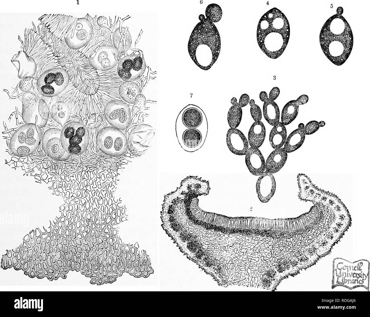 . The natural history of plants, their forms, growth, reproduction, and distribution;. Botany. THALLOPHYTA. 681 Pyrenomycete which produces an antler-like stroma resembling that of Gordyceps Taylori, and which is exceedingly common on old tree stumps, is Xylaria Hypoxylon. Indeed, the stroma represented in fig. 385 ^ would almost do for that of this Xylaria. It is purplish in colour below where the perithecia are borne; at the tips it passes over into a glaucous grey colour, this bloom being due to the conidia, which are abstricted in this region. Another curious fingered species, X. polymorph Stock Photo