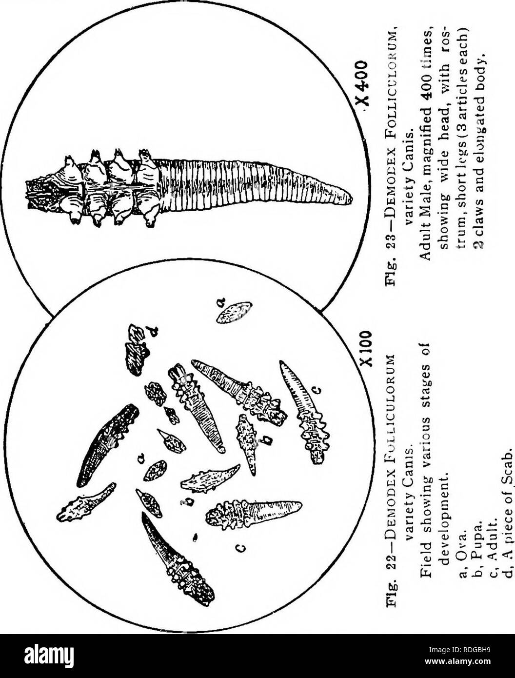 . Animal parasites and parasitic diseases . Domestic animals; Veterinary medicine. 66 PARASITOLOGY. to have four pair of legs. Another moulting brings the larvae to the pupal stage, with legs fully devel- oped, and after still another moult they are sexually mature.. Of the varieties of Demodex Folliculorum enumer- ated only two are common in the United States. Demodex Folliculorum, variety Canis. History.—Fir.it studied in Europe. It is corhmon in many localities of the United States.. Please note that these images are extracted from scanned page images that may have been digitally enhanced f Stock Photo