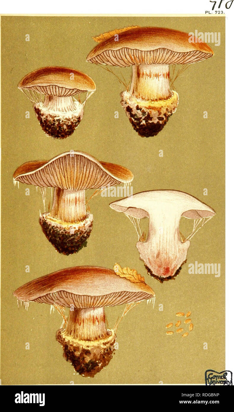 . Illustrations of British Fungi (Hymenomycetes) to serve as an atlas to the &quot;Handbook of British fungi&quot;. Fungi; Botany. CORTINARIUS ^PWt£eAf/)C/(//l}) PURPURASCENS, Fries amonf/ai beech leaprt. Uppuig Forest. Oct. 1880.. Please note that these images are extracted from scanned page images that may have been digitally enhanced for readability - coloration and appearance of these illustrations may not perfectly resemble the original work.. Cooke, M. C. (Mordecai Cubitt), b. 1825; Cooke, M. C. (Mordecai Cubitt), b. 1825. Handbook of British fungi. London, Williams and Norgate Stock Photo