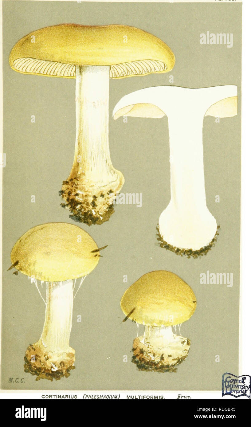 . Illustrations of British Fungi (Hymenomycetes) to serve as an atlas to the &quot;Handbook of British fungi&quot;. Fungi; Botany. l&quot;! PL. 708.. CORTINARIUS CPHL£QMA0WM) MULTIFORMIS. Fries, in woods. Pontrilas. Sept. 1885.. Please note that these images are extracted from scanned page images that may have been digitally enhanced for readability - coloration and appearance of these illustrations may not perfectly resemble the original work.. Cooke, M. C. (Mordecai Cubitt), b. 1825; Cooke, M. C. (Mordecai Cubitt), b. 1825. Handbook of British fungi. London, Williams and Norgate Stock Photo