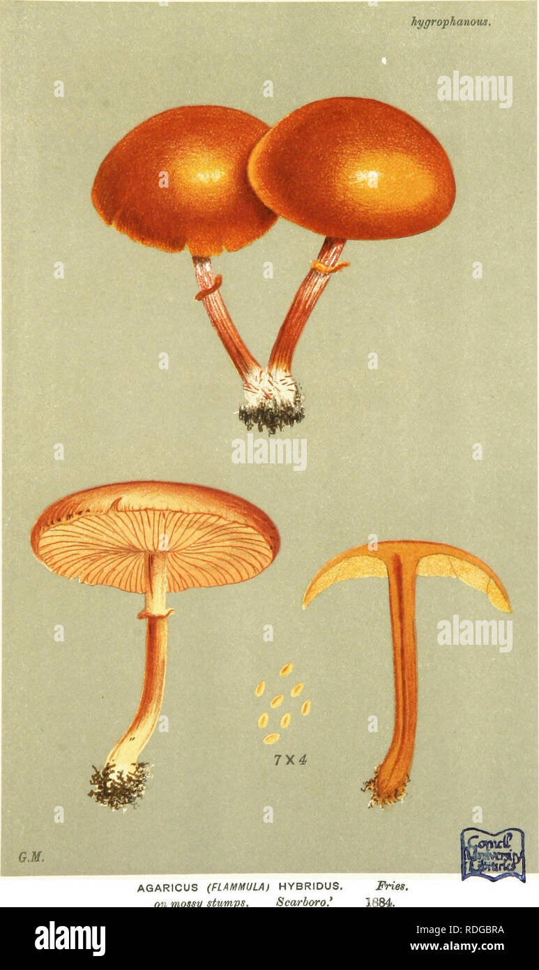 . Illustrations of British Fungi (Hymenomycetes) to serve as an atlas to the &quot;Handbook of British fungi&quot;. Fungi; Botany. DERMINI. PL. 616. liygriyphanous. 4«/^. AGARICUS (FLAMMULA) HYBRIDUS. on mossy stumps, Scarboro.'. Please note that these images are extracted from scanned page images that may have been digitally enhanced for readability - coloration and appearance of these illustrations may not perfectly resemble the original work.. Cooke, M. C. (Mordecai Cubitt), b. 1825; Cooke, M. C. (Mordecai Cubitt), b. 1825. Handbook of British fungi. London, Williams and Norgate Stock Photo