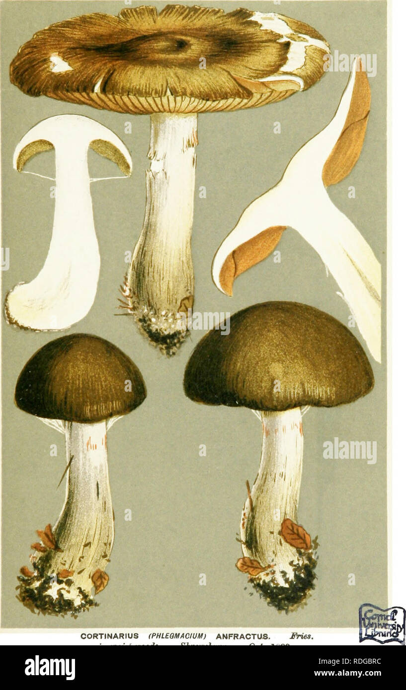. Illustrations of British Fungi (Hymenomycetes) to serve as an atlas to the &quot;Handbook of British fungi&quot;. Fungi; Botany. (.'^r PL. 705.. CORTINARIUS (PHLE3UACIUH) ANFRACTUS. Hies, in moist woods. Shrewsbury. Oct., 1883.. Please note that these images are extracted from scanned page images that may have been digitally enhanced for readability - coloration and appearance of these illustrations may not perfectly resemble the original work.. Cooke, M. C. (Mordecai Cubitt), b. 1825; Cooke, M. C. (Mordecai Cubitt), b. 1825. Handbook of British fungi. London, Williams and Norgate Stock Photo