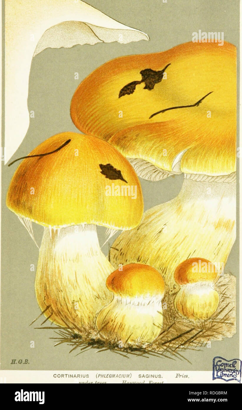 . Illustrations of British Fungi (Hymenomycetes) to serve as an atlas to the &quot;Handbook of British fungi&quot;. Fungi; Botany. E.GJ. CORTINARIUS (PHLBGMACIUM) SAGINUS. Pries. undf.r trcpjt. TTamDnnd Wnrpst. Please note that these images are extracted from scanned page images that may have been digitally enhanced for readability - coloration and appearance of these illustrations may not perfectly resemble the original work.. Cooke, M. C. (Mordecai Cubitt), b. 1825; Cooke, M. C. (Mordecai Cubitt), b. 1825. Handbook of British fungi. London, Williams and Norgate Stock Photo
