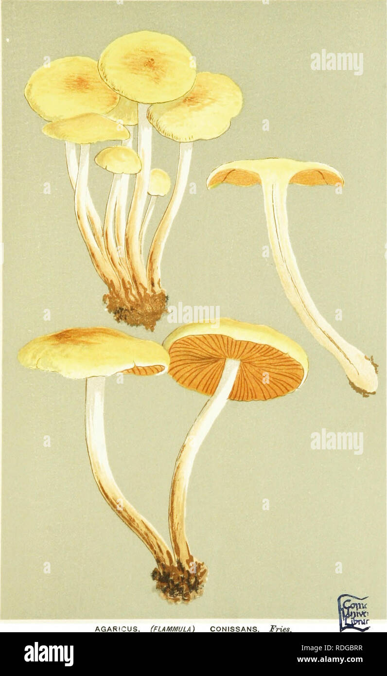 . Illustrations of British Fungi (Hymenomycetes) to serve as an atlas to the &quot;Handbook of British fungi&quot;. Fungi; Botany. DERMINf. 4^/'/. AGARICUS. (FLAMMULA) CONISSANS. Fries, on willow trunks. Sutton Farle,. Please note that these images are extracted from scanned page images that may have been digitally enhanced for readability - coloration and appearance of these illustrations may not perfectly resemble the original work.. Cooke, M. C. (Mordecai Cubitt), b. 1825; Cooke, M. C. (Mordecai Cubitt), b. 1825. Handbook of British fungi. London, Williams and Norgate Stock Photo