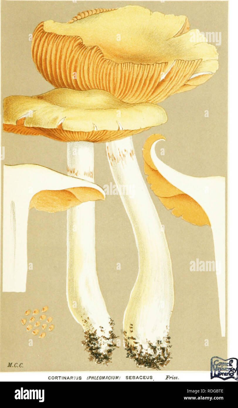 . Illustrations of British Fungi (Hymenomycetes) to serve as an atlas to the &quot;Handbook of British fungi&quot;. Fungi; Botany. (oYl PL. 697.. CORTINARIUS (PHLEQMACIUMj SEBACEUS IHes. on the ground. Haywood Forest. Oct., 1884.. Please note that these images are extracted from scanned page images that may have been digitally enhanced for readability - coloration and appearance of these illustrations may not perfectly resemble the original work.. Cooke, M. C. (Mordecai Cubitt), b. 1825; Cooke, M. C. (Mordecai Cubitt), b. 1825. Handbook of British fungi. London, Williams and Norgate Stock Photo