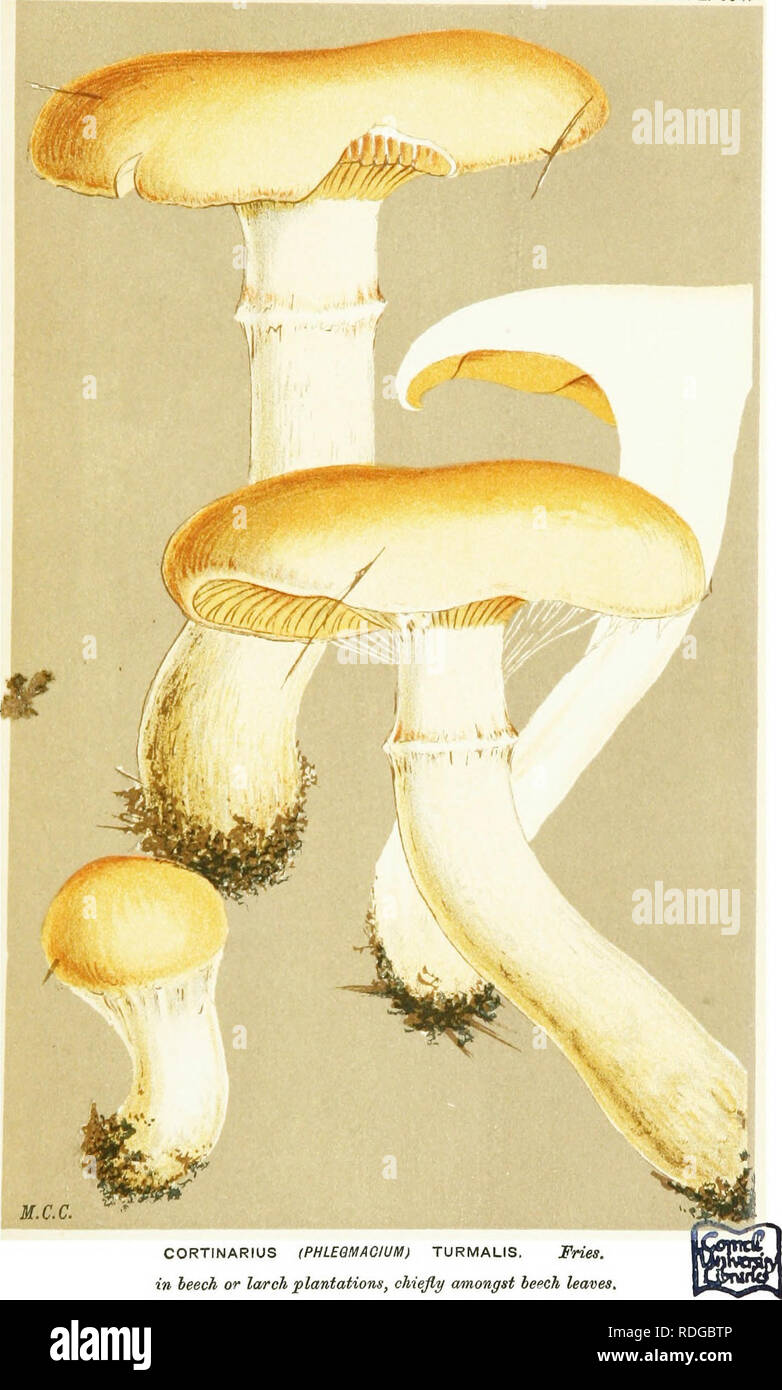 . Illustrations of British Fungi (Hymenomycetes) to serve as an atlas to the &quot;Handbook of British fungi&quot;. Fungi; Botany. PL. 694.. CORTINARIUS (PHLEBMACIUM) TURMALIS. Fries, in heech or larch plantations, chiefly amongst beech leaves.. Please note that these images are extracted from scanned page images that may have been digitally enhanced for readability - coloration and appearance of these illustrations may not perfectly resemble the original work.. Cooke, M. C. (Mordecai Cubitt), b. 1825; Cooke, M. C. (Mordecai Cubitt), b. 1825. Handbook of British fungi. London, Williams and Nor Stock Photo