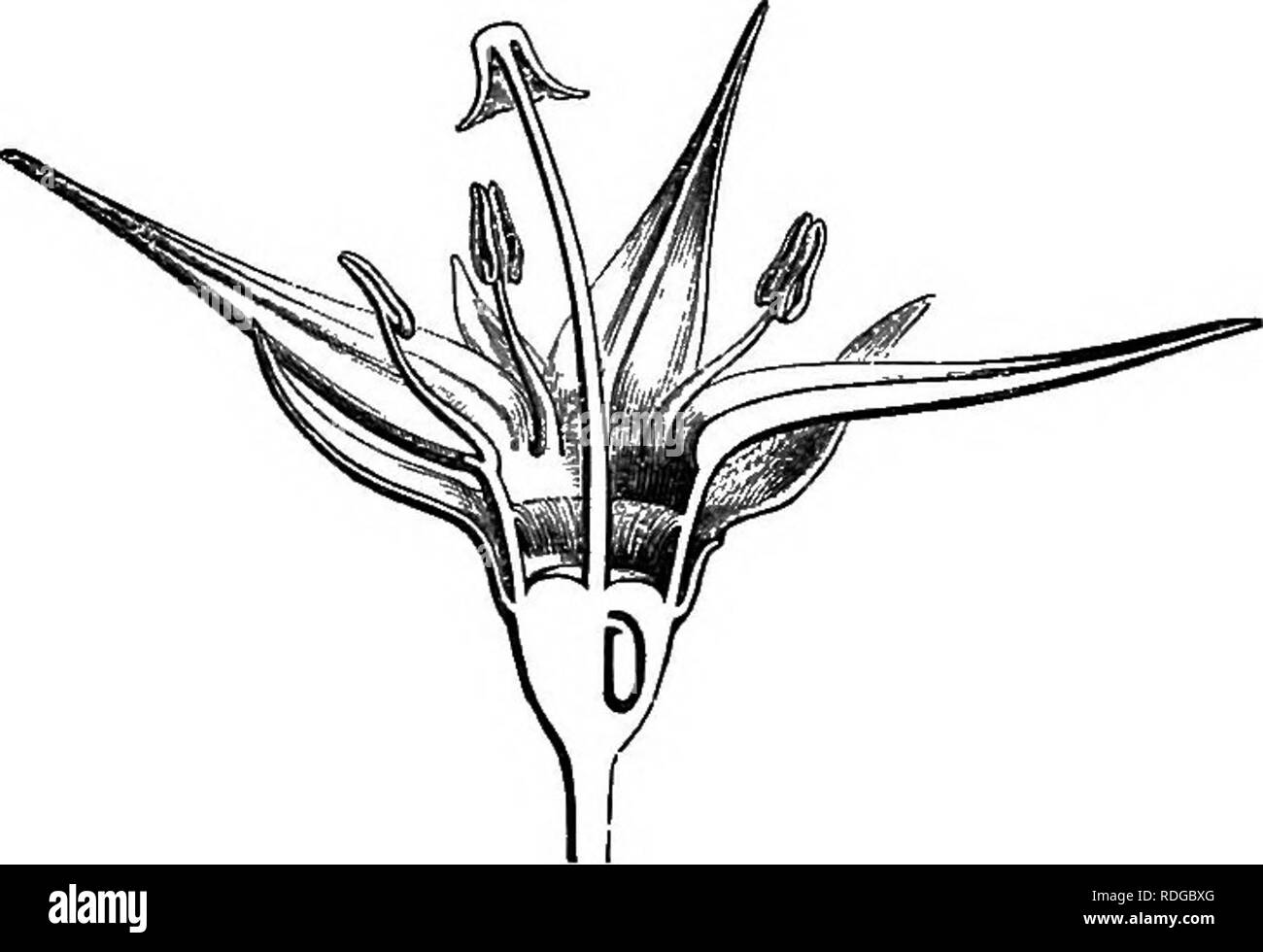 . The natural history of plants. Botany. 302 NATURAL HISTORY OF PLANTS. In the true Canthium the fruit is usually didymous or heart-shaped, drupaceous, with one- or two putamens. More rarely there are three and as many cells in the ovary. In Vangueria there are from three to six, very often five, superposed to the divisions of the corolla. The number of cells or putamens in the fruit varies in like manner. We can make it only a section of Ganthium. So likewise with Fadogia, Guviera, which have usually as many cells in the ovary as there are divisions in the calyx of the corolla; Ancylanthus, w Stock Photo