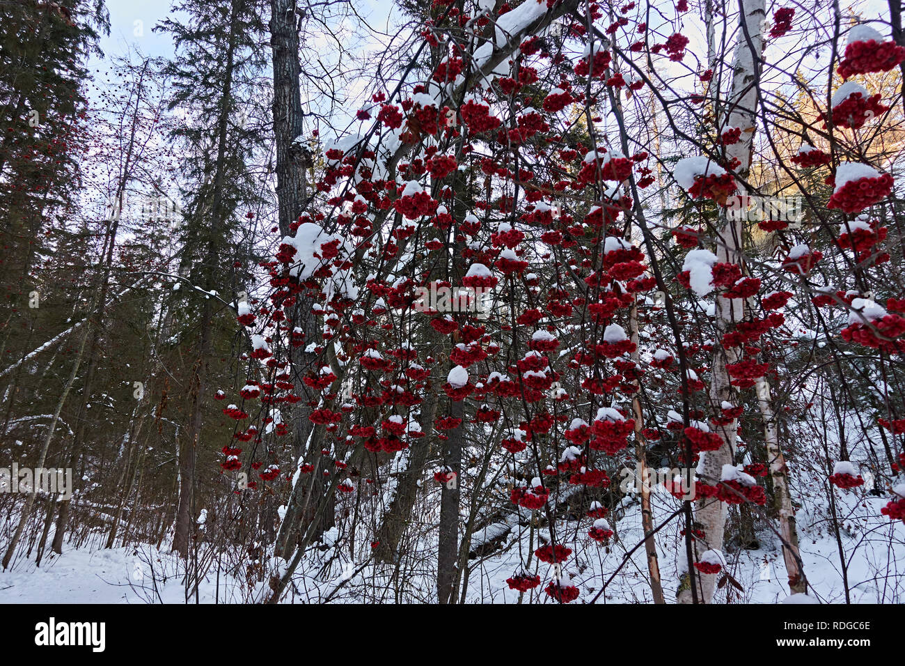 A wintery park with red snow covered clusters of berries Stock Photo ...