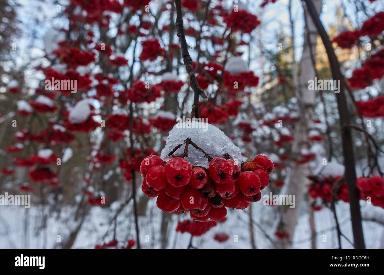 A wintery park with red snow covered clusters of berries Stock Photo ...