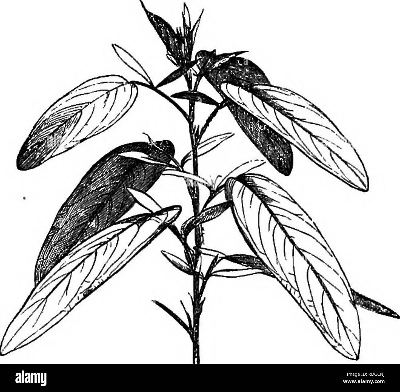 . The natural history of plants. Botany. Fi&amp;. 184. Seed. Fig. 185. Longitudinal section of seed. of the filaments dilated. Here belong the five genera Coronilla, Ornithopus, Hammatolobium, Scorpiurus, and Hippoerepis. The subseries StylosanthecB comprises the three genera Stylosanthes, Zornia, and Chapmannia, formed of herbaceous or scarcely sufirutescent plants, with exstipellate paucifoliolate leaves and spicate or capitate, rarely racemose, flowers. The stamens are monadelphous, forming an unslit tube, and five of them are shorter than the rest, which have versatile anthers. The Earthnu Stock Photo