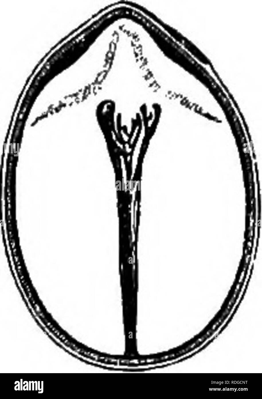 . The natural history of plants. Botany. Fi&amp;. 184. Seed. Fig. 185. Longitudinal section of seed. of the filaments dilated. Here belong the five genera Coronilla, Ornithopus, Hammatolobium, Scorpiurus, and Hippoerepis. The subseries StylosanthecB comprises the three genera Stylosanthes, Zornia, and Chapmannia, formed of herbaceous or scarcely sufirutescent plants, with exstipellate paucifoliolate leaves and spicate or capitate, rarely racemose, flowers. The stamens are monadelphous, forming an unslit tube, and five of them are shorter than the rest, which have versatile anthers. The Earthnu Stock Photo