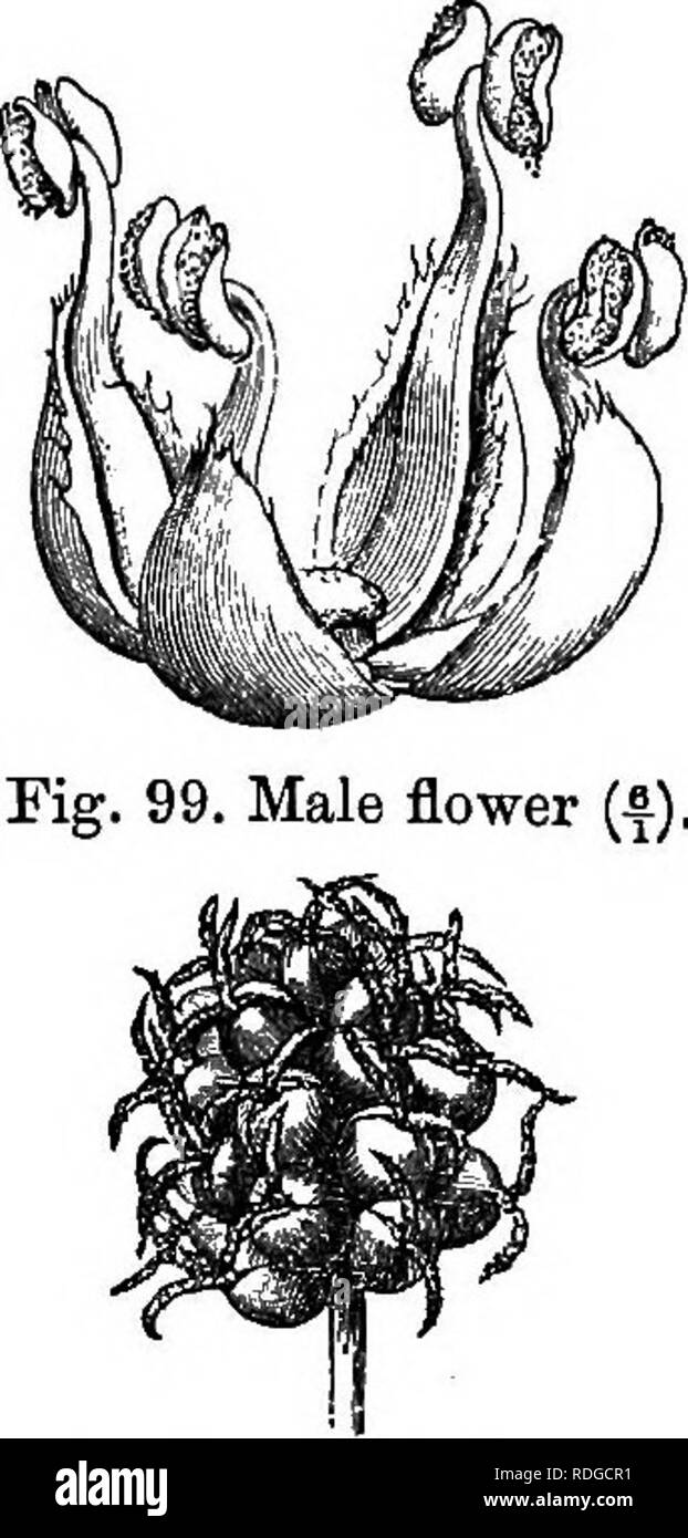 . The natural history of plants. Botany. Fig. 98. Male floriferous branch. Fig. 100. Female infloreaoence. dioecious flowers are tetramerous, and the straight almost flat or, in the male flower, slightly depressed receptacle, bears four decussate 1 Morus T. I»st. 589, t. 362.—L. Gen. n. 33.—Lamk. III. t. 762.—Spach, Suit. &amp; Buffon, 1055. Adans. Fam. des PI. ii. 377.—J. Gen. xi. 39.—Endl. Gen. n. 18S6.—Payeb, Fam. Nat. 402. ScHKCHE. ffandb.t.290.—Gt^rtn. Frucf. 171.—H. Bn. Adamoma, i. 214, t. 8, fig. 1-12. ii. 199,1.126.—Pom. Bkt. iv. 373 ; Suppl. iv. —Bcr. BO. Frodr. xvii. 237.. Please not Stock Photo