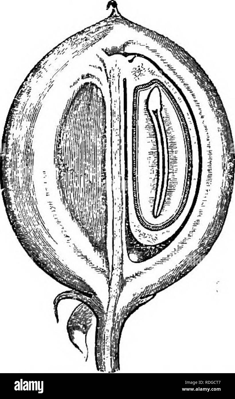 . The natural history of plants. Botany. Fig 163 Male flower (f). Fig. 164. Long. sect, of fruit. w Fig. 165. Seed. sepals free or united at the base, and disposed in quincuncial pree- floration in the bud. The petals are generally the same in number, free and contorted ^ in the bud. With them alternate five glands sur- rounding the foot of the androceum. This is formed of two verticils 1 Jatropha L. Gen. 288.—Sw. Obs. 366.—J. G-en, 389.—Deshouss. in LamJe. Diet. iv. 6.— Lamk. III. t. 791.—PoiR. Suppl. iii. 616.—A. Juss. Mpherb. 37, t. 11, fig. 34.—Endl. Geii. n. 5805.—H. Bn. Etiphorbiac. 294, Stock Photo