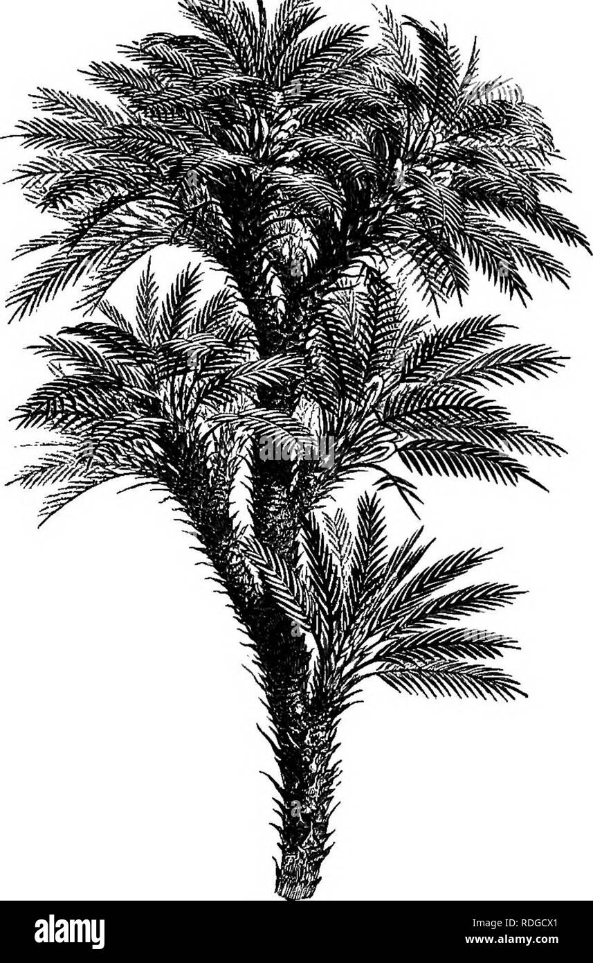 . The natural history of plants. Botany. 204 NATURAL HISTOBY OF PLANTS. Coluteee forms a third group with the six genera; Colutea, Suther- landia, Swainsona, Lessertia, Clianthus, and Eremosparton. These are herbaceous or rarely suffrutescent plants, of axUlary inflorescence. The flowers have a usually spreading or reflexed standard, diadelphous stamens (9-1), muticous anthers, a multiovulate ovary, and a style Astragalus verus.. Fia. 161. Habit (i). often rigid, always bearded along its superior edge. The fruit is often bladder-like. The fourth subseries or subtribe, Indigoferece, only includ Stock Photo