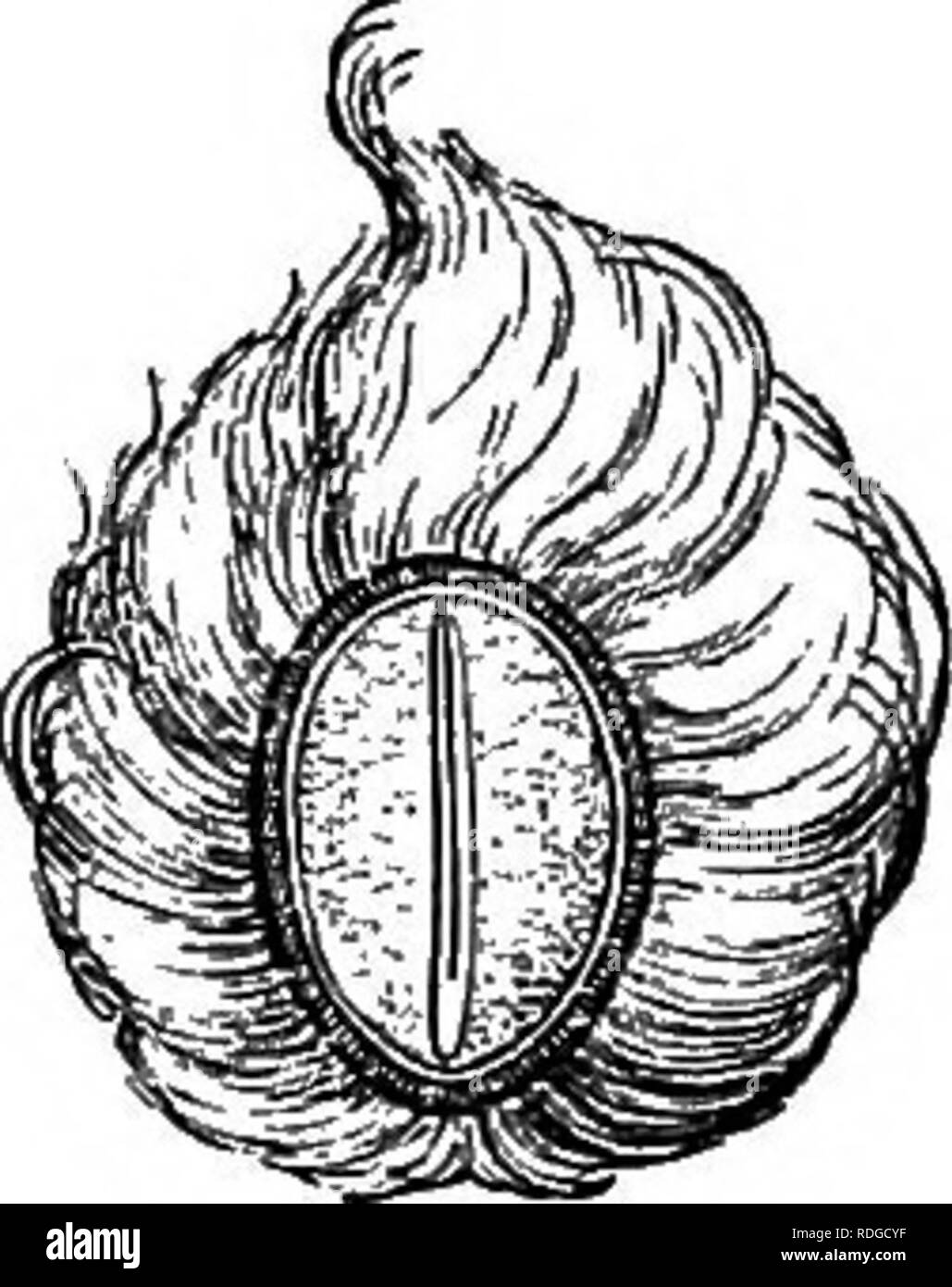 Seed plants identification Black and White Stock Photos & Images - Alamy