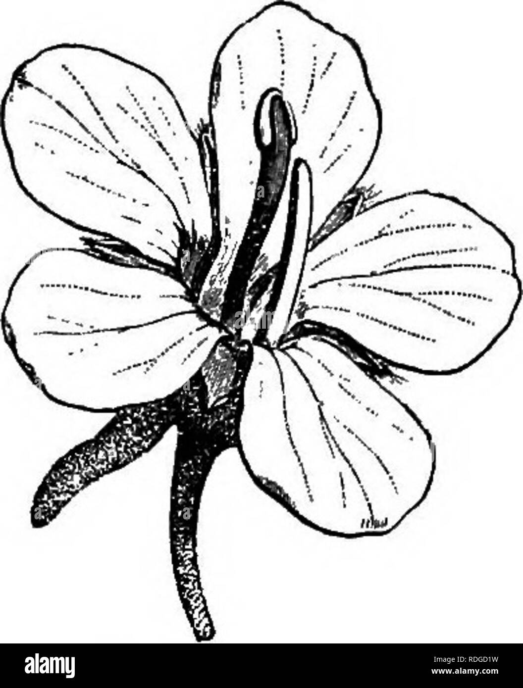 Pentamerous flower Black and White Stock Photos & Images Alamy