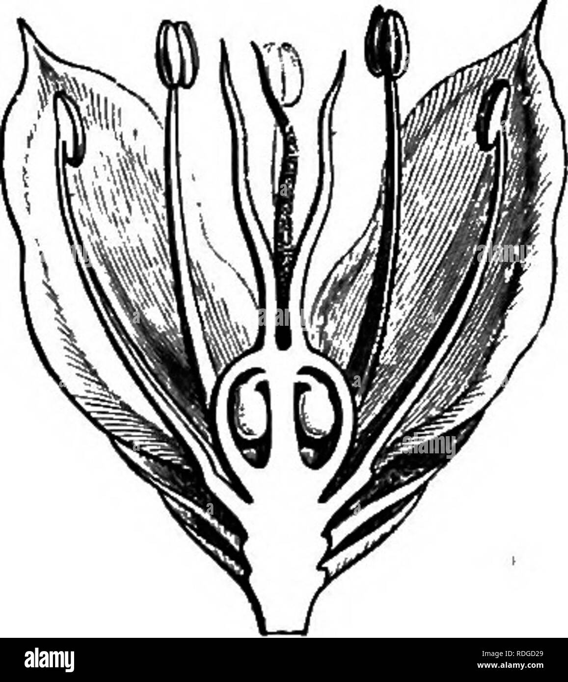 . The natural history of plants. Botany. Fig. 37. Diagram of flower. Fig. 38. Long. sect, of flower (±). subulate filament and an oval introrse bilocular anther dehiscing by two longitudinal clefts. The gynaecium, free, superior, is formed of an ovary with four cells, alternate with the sepals, each surmounted by a subulate stylary branch, traversed within by a longitudinal furrow and terminated by a stigmatiferous extremity not enlarged. The four branches of the style intertwine' in early age. In the internal angle of each cell is observed a placenta bearing two collateral descending ovules w Stock Photo