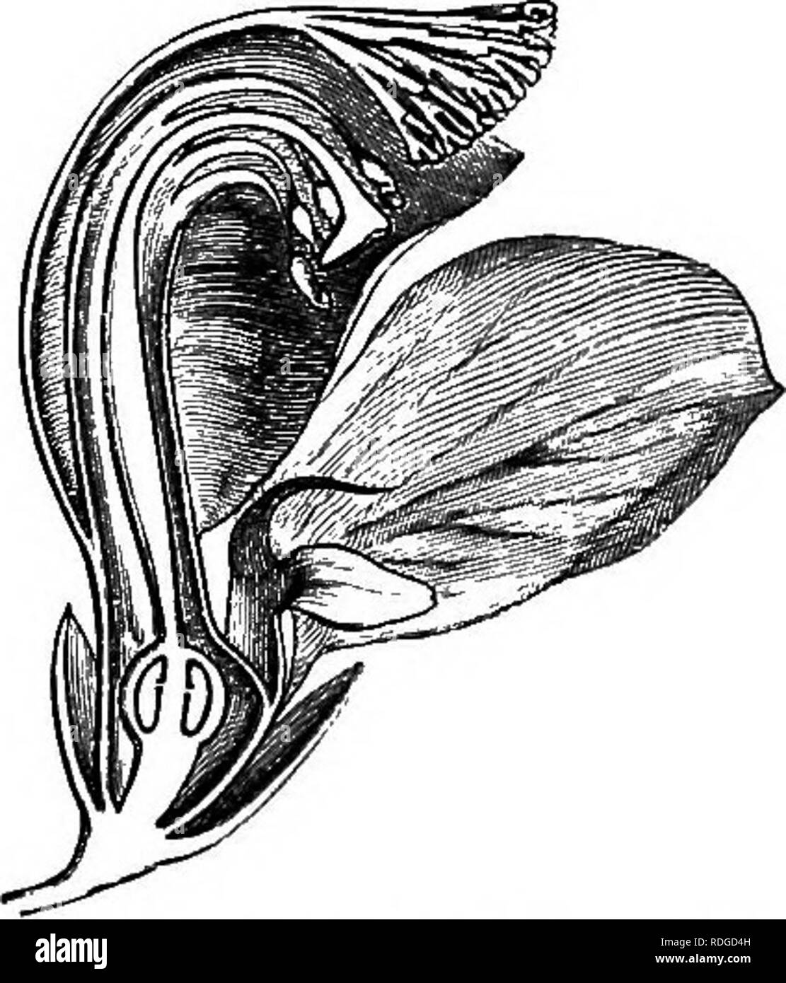. The natural history of plants. Botany. Fig. 105. Diagram. Fig. 104; Floriferous branch. Fig. 106. Long. sect, of flower {). upwards, the calyx, corolla, androceum, and gynseceum. The calyx is formed of five very dissimilar pieces, imbricated in quincuncial ^ Pohjgala T. Imt. 174, t. 79.—L. Gen. n. 851.—Abans. Fam. dus PI ii. 358.—J. Gen. 99. —Lamk. Diet. V. 485; Suppl. iv, 474; III. t. 598.—DC. Prodr. i. 321.—Tukp. in Diet. So. Nat. Atl. t. 174.—A. S. H. et MoQ. in . Mus. xvii. 915, t. 27, 28; xix. 326.—Spach, Suit, cb Buffon, xii. 117.—Endl. Gen. n. 5647.— Paybk, Organog. 139, t. 31.—A. Gr Stock Photo