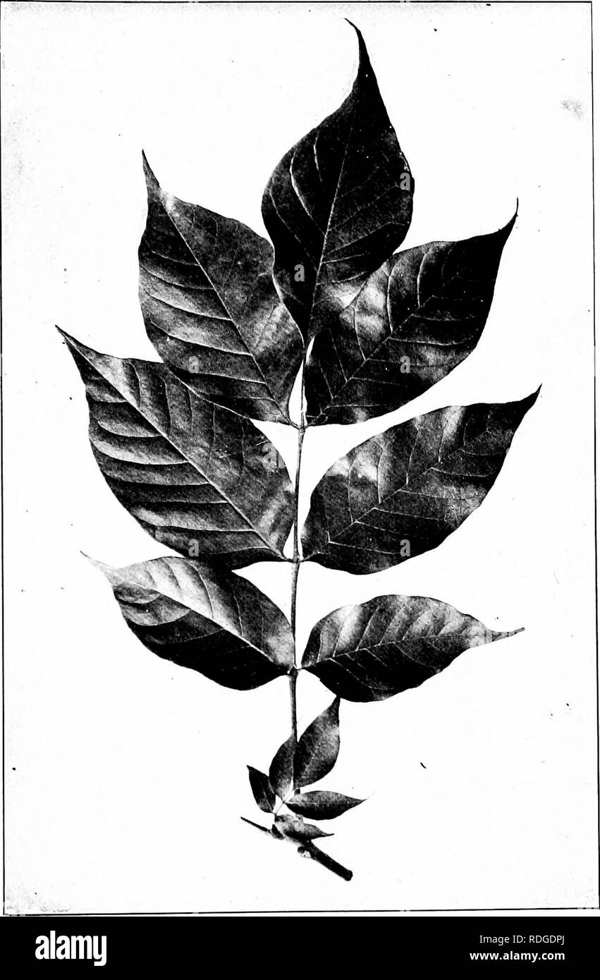 . Our native trees and how to identify them; a popular study of their habits and their peculiarities. Trees. GREEN ASH. Green Ash, Fraxinus lanceolata. Leaves 8' to 12' long. Leaflets }' to 5' long.. Please note that these images are extracted from scanned page images that may have been digitally enhanced for readability - coloration and appearance of these illustrations may not perfectly resemble the original work.. Keeler, Harriet L. (Harriet Louise), 1846-1921. New York, C. Scribner's Sons Stock Photo