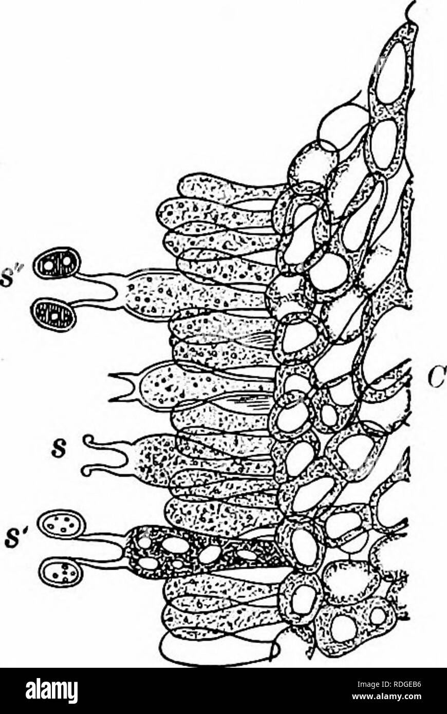 . Essentials of botany. Botany; Botany. 262 ESSENTIALS OF BOTANY and some of them parasitic. A few may live in either fashion at will. The mycelium through which the plant obtains its nourishment is often so fine and inconspicuous that it escapes notice, and the fruiting portion is com- monly-thought to spring directly from the earth, bark, wood, or other substratum to which it is attached. The reproduction is wholly asexual. Gill fungi are of consider- able economic importance. A good many are edible (though others which resemble them are actively poisonous). Such par- asitic species as Armil Stock Photo