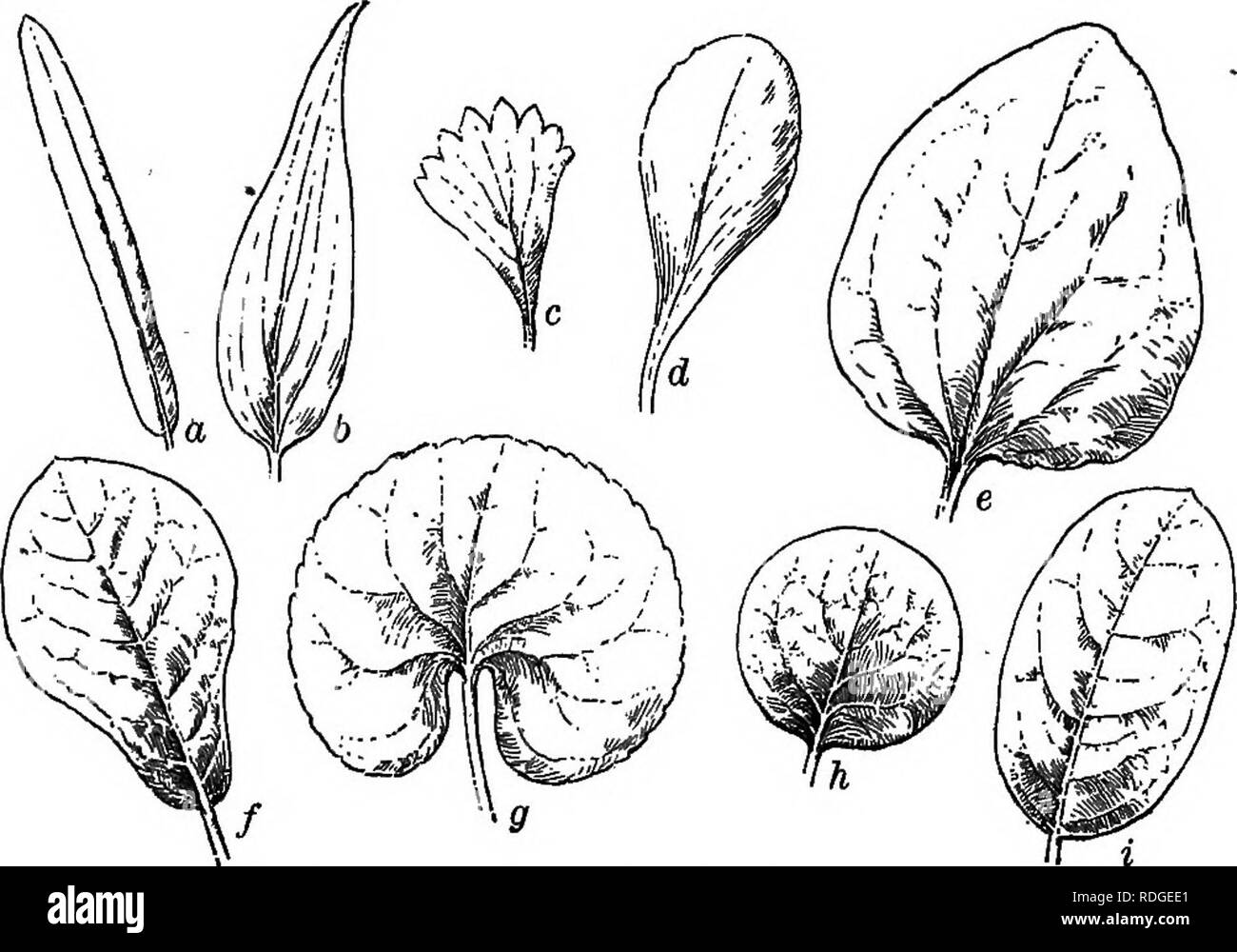 . Foundations of botany. Botany; Botany. LEAVES 131. Fig. 88. — General Outline of Leaves. a, linear; b, lanceolate; c, wedge-aliaped; d, spatulate; e, ovate; /, ol)oyate ; g, kidney-sliaped; h, orbicular ; i, elliptical.. Please note that these images are extracted from scanned page images that may have been digitally enhanced for readability - coloration and appearance of these illustrations may not perfectly resemble the original work.. Bergen, Joseph Y. (Joseph Young), 1851-1917; Eastwood, Alice, 1859-1953. Boston, Ginn &amp; Co. Stock Photo