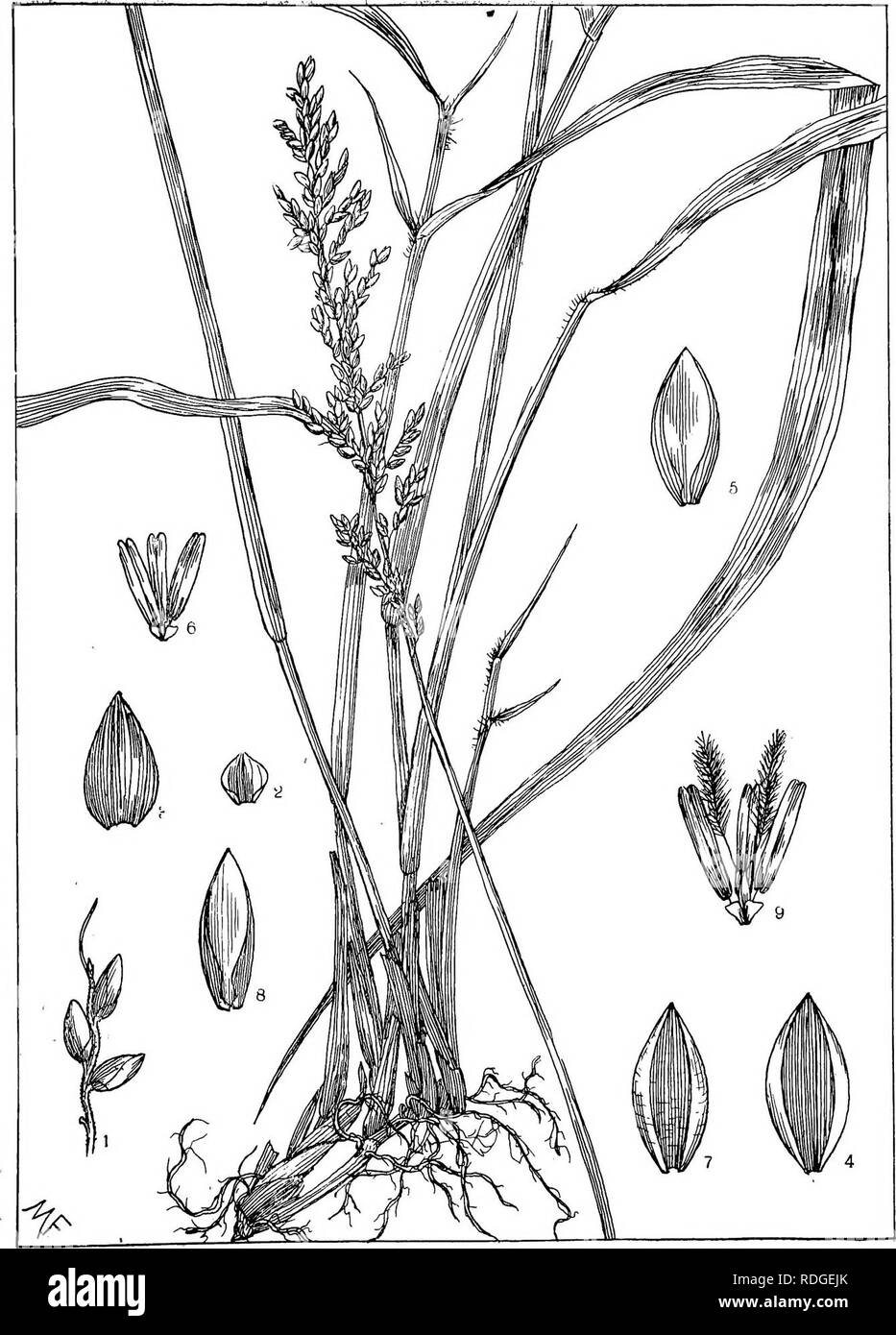 . Natal plants : Descriptions and figures of Natal indigenous plants, with notes on their distribution, economic value, native names, &amp;c., / by J. Medley Wood and Maurice S. Evans. Published under the auspices of Natal Government and Durban Botanic Society. Botany. PLATE An.. PANICUM PYRAMIDALE, i-i&quot;-. Please note that these images are extracted from scanned page images that may have been digitally enhanced for readability - coloration and appearance of these illustrations may not perfectly resemble the original work.. Wood, John Medley, 1827-1914; Evans, Maurice S. (Maurice Smethurst Stock Photo