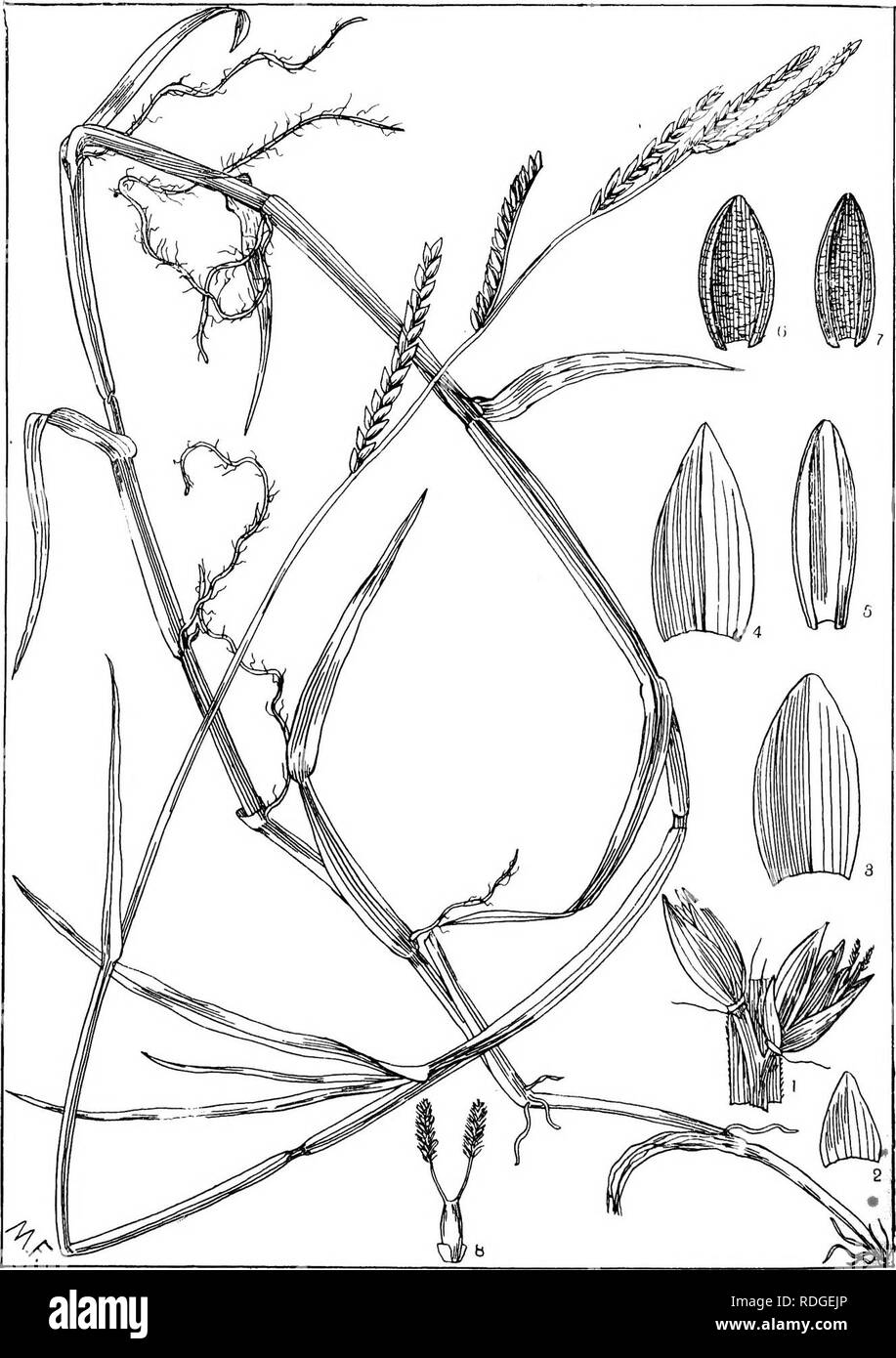 . Natal plants : Descriptions and figures of Natal indigenous plants, with notes on their distribution, economic value, native names, &amp;c., / by J. Medley Wood and Maurice S. Evans. Published under the auspices of Natal Government and Durban Botanic Society. Botany. f-LATE 471,. PANICUM ARRECTUM, h^ck.. Please note that these images are extracted from scanned page images that may have been digitally enhanced for readability - coloration and appearance of these illustrations may not perfectly resemble the original work.. Wood, John Medley, 1827-1914; Evans, Maurice S. (Maurice Smethurst), 18 Stock Photo