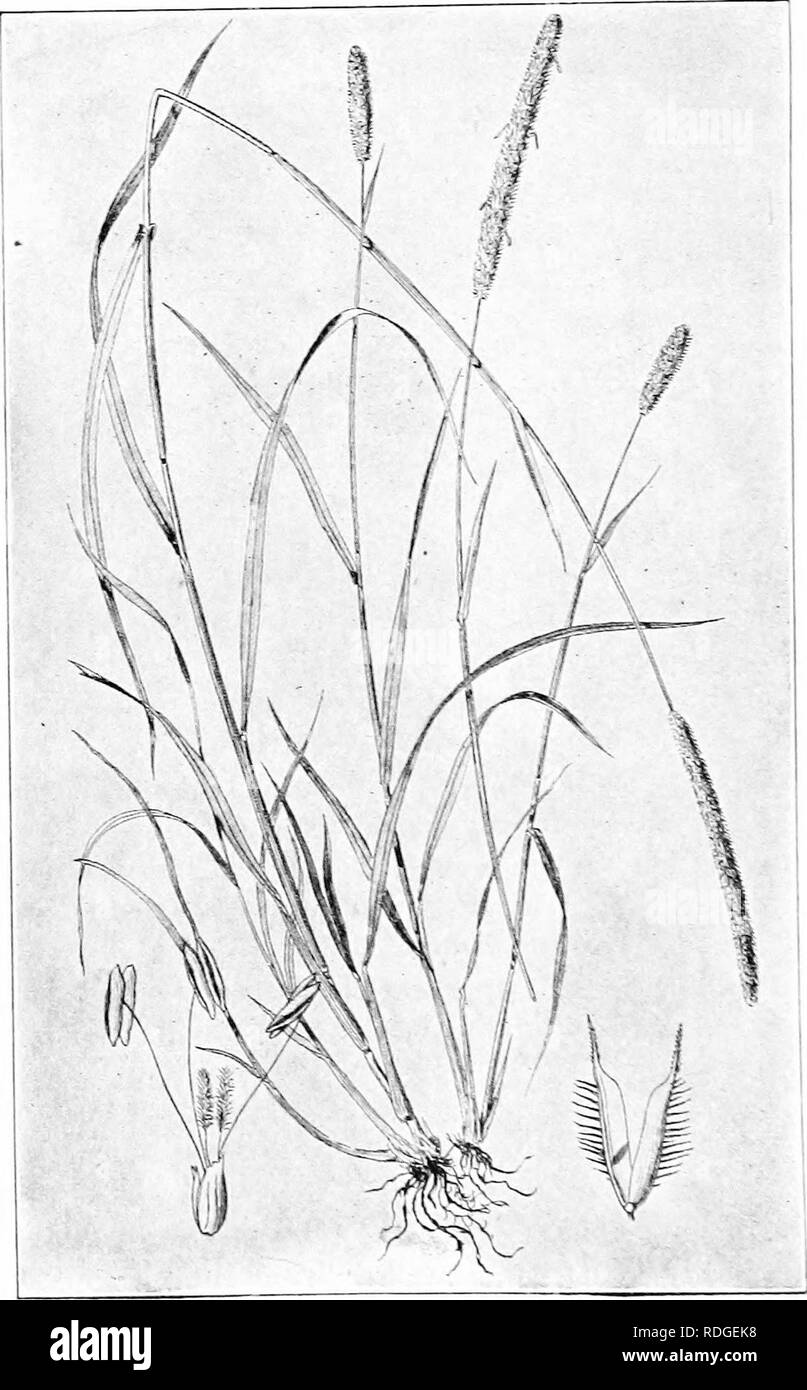 . Farm grasses of the United States; a practical treatise on the grass crop, seeding and management of meadows and pastures, descriptions of the best varieties, the seed and its impurities, grasses for special conditions, etc., etc. Grasses. FIG. l6—TIMOTHY. Please note that these images are extracted from scanned page images that may have been digitally enhanced for readability - coloration and appearance of these illustrations may not perfectly resemble the original work.. Spillman, W. J. (William Jasper). New York, O. Judd company Stock Photo