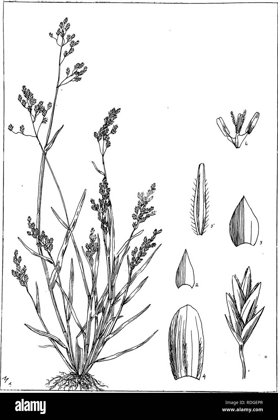 . Natal plants : Descriptions and figures of Natal indigenous plants, with notes on their distribution, economic value, native names, &amp;c., / by J. Medley Wood and Maurice S. Evans. Published under the auspices of Natal Government and Durban Botanic Society. Botany. PLkTE 455.. POA ANNUA, urn. Please note that these images are extracted from scanned page images that may have been digitally enhanced for readability - coloration and appearance of these illustrations may not perfectly resemble the original work.. Wood, John Medley, 1827-1914; Evans, Maurice S. (Maurice Smethurst), 1854-1920; D Stock Photo