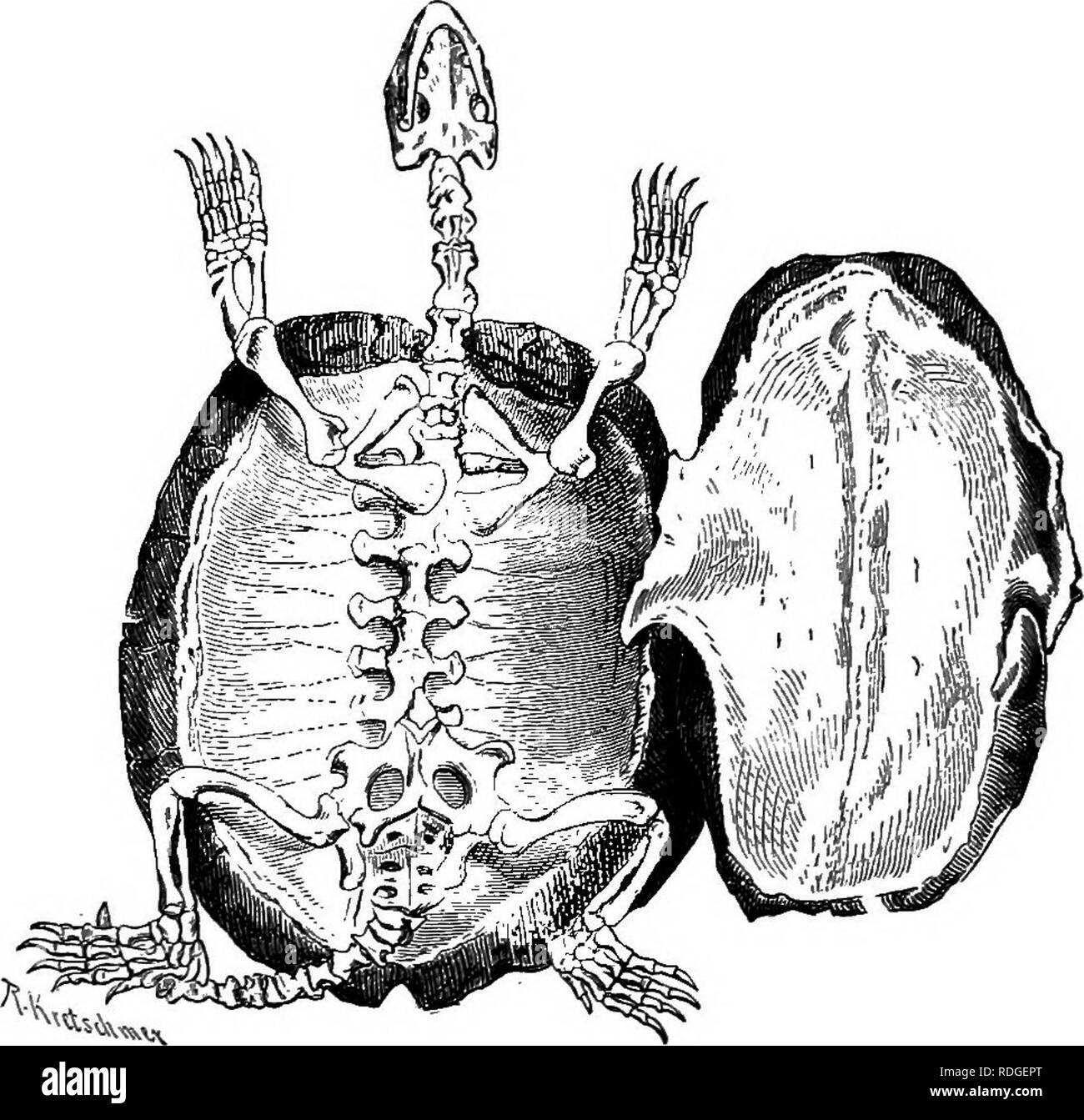 . Elementary textbook of zoology. 444 CHORD AT A. body is enveloped in this hard protective