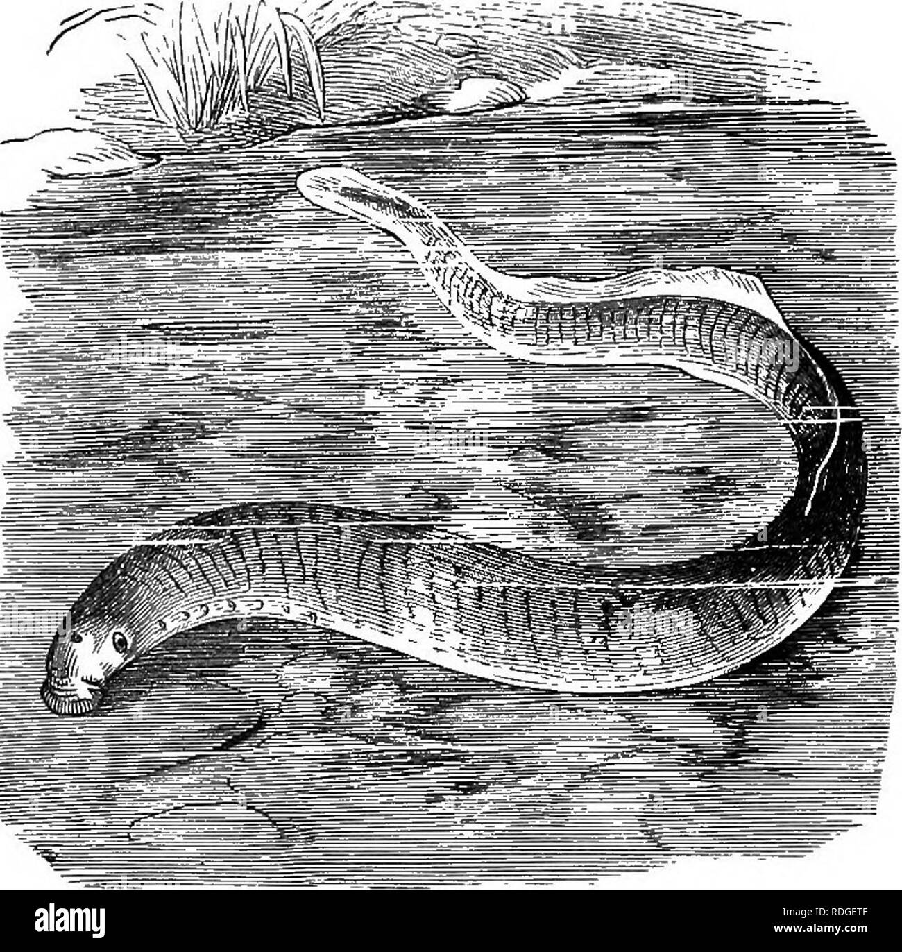 Devonian Fish Fossil Black And White Stock Photos & Images - Alamy