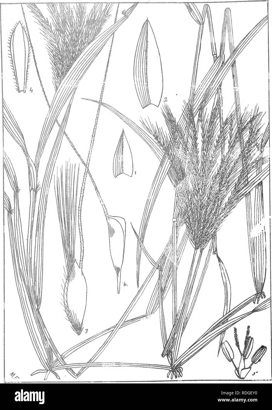 . Natal plants : Descriptions and figures of Natal indigenous plants, with notes on their distribution, economic value, native names, &amp;c., / by J. Medley Wood and Maurice S. Evans. Published under the auspices of Natal Government and Durban Botanic Society. Botany. PLATE 436.. CHLORIS VIRGATA. svabti:.. Please note that these images are extracted from scanned page images that may have been digitally enhanced for readability - coloration and appearance of these illustrations may not perfectly resemble the original work.. Wood, John Medley, 1827-1914; Evans, Maurice S. (Maurice Smethurst), 1 Stock Photo