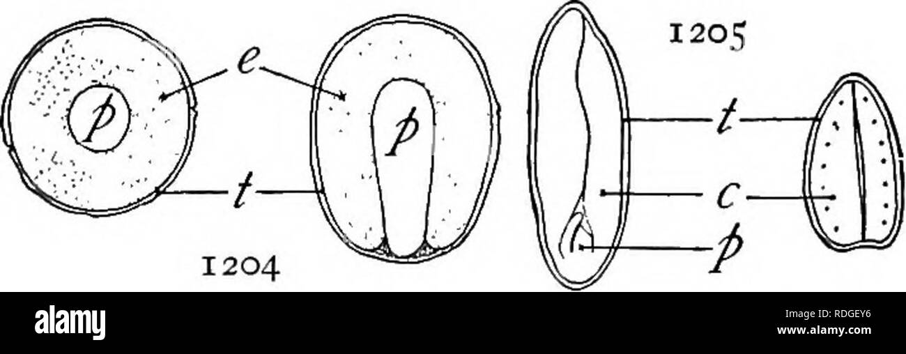 A Textbook Of Botany For Colleges And Universities Botany Reproduction And Dispersal 90s Through The Enlargement Of The Ovary With Or Without The Modification Of Other Organs Is Called The A Textbook Of Botany For Colleges And Universities Botany Reproduction And Dispersal 90s Through The Enlargement Of The Ovary With Or Without The Modification Of Other Organs Is Called The
