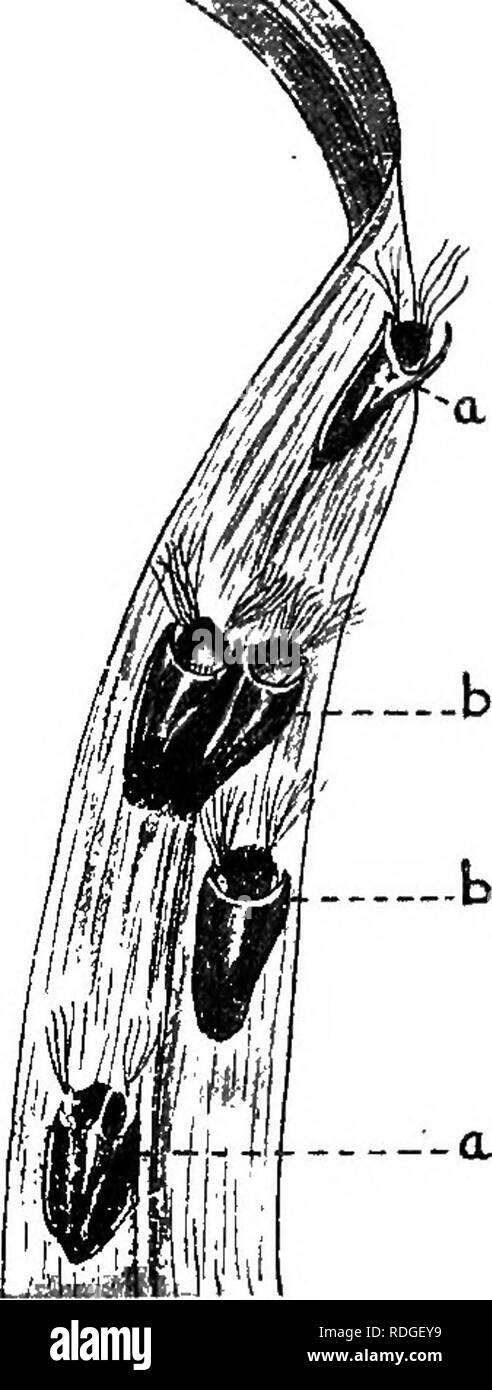 . An introduction to zoology, with directions for practical work (invertebrates). XXUI INSECTA : DIPTERA 355 The Pupa. suri'ounds them. When the larva is full grown it is about half an inch long, and two dark spots become visible on the thorax (Fig. 280, B)—a sign that pupation is about to occur. At this time the larva spins a little oval-shaped nest or cocoon, attaching the silk threads on each side to a leaf, and inside this the larval skin is thrown off. The pupa retains a good deal of power of movement, and it breaks away one end of the cocoon, so that it finally lies supported in a silken Stock Photo