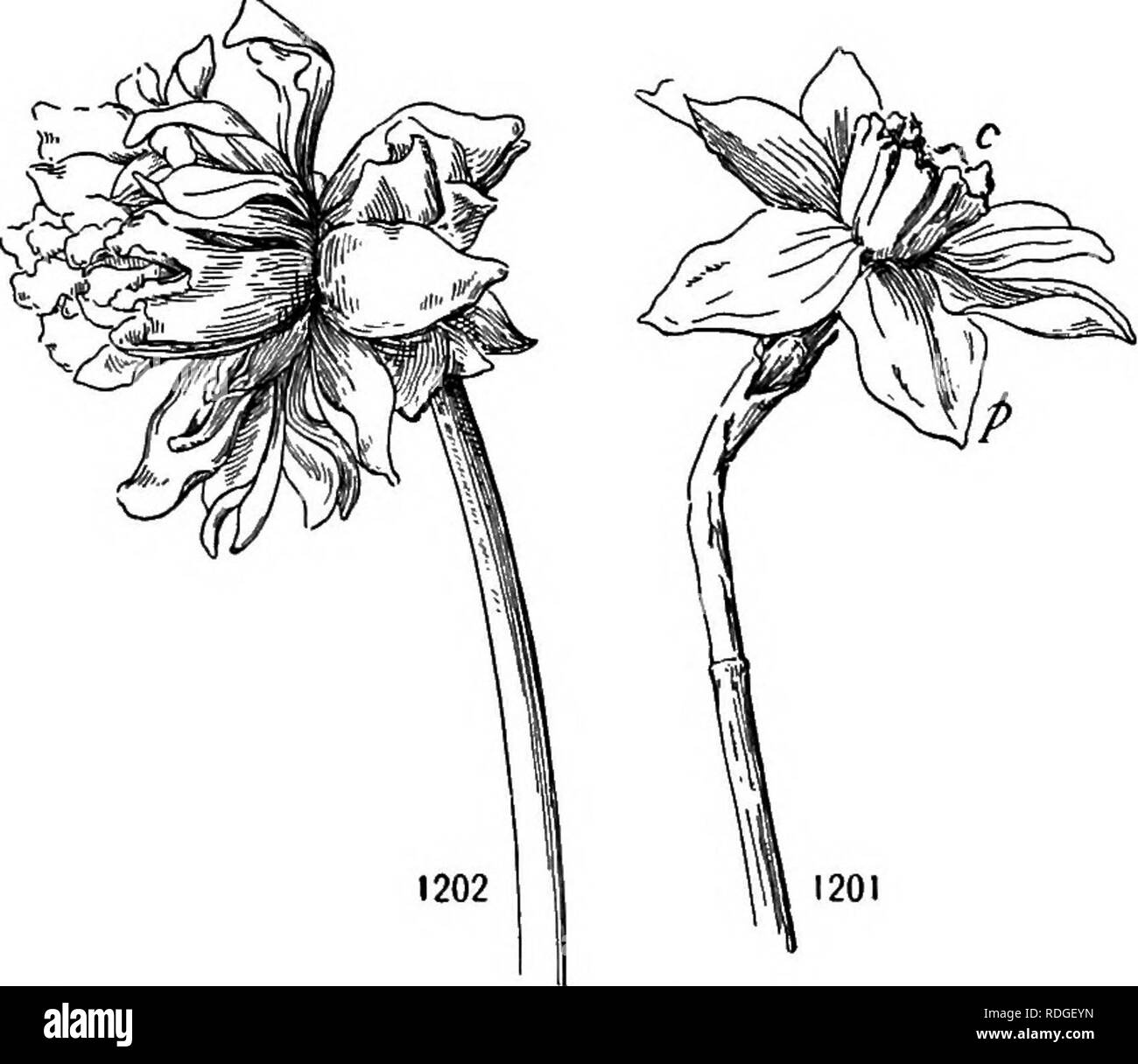 Heterodera hi-res stock photography and images - Alamy