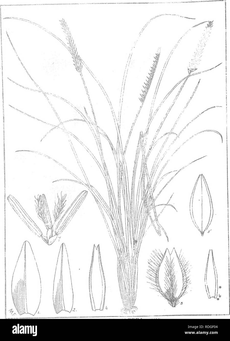 . Natal plants : Descriptions and figures of Natal indigenous plants, with notes on their distribution, economic value, native names, &amp;c., / by J. Medley Wood and Maurice S. Evans. Published under the auspices of Natal Government and Durban Botanic Society. Botany. PLATE  ^2.. AlCROCHLOA ALTERA, &quot;•'•'i-'* Var . i^dsuuu, Stapf.. Please note that these images are extracted from scanned page images that may have been digitally enhanced for readability - coloration and appearance of these illustrations may not perfectly resemble the original work.. Wood, John Medley, 1827-1914; Evans, Mau Stock Photo