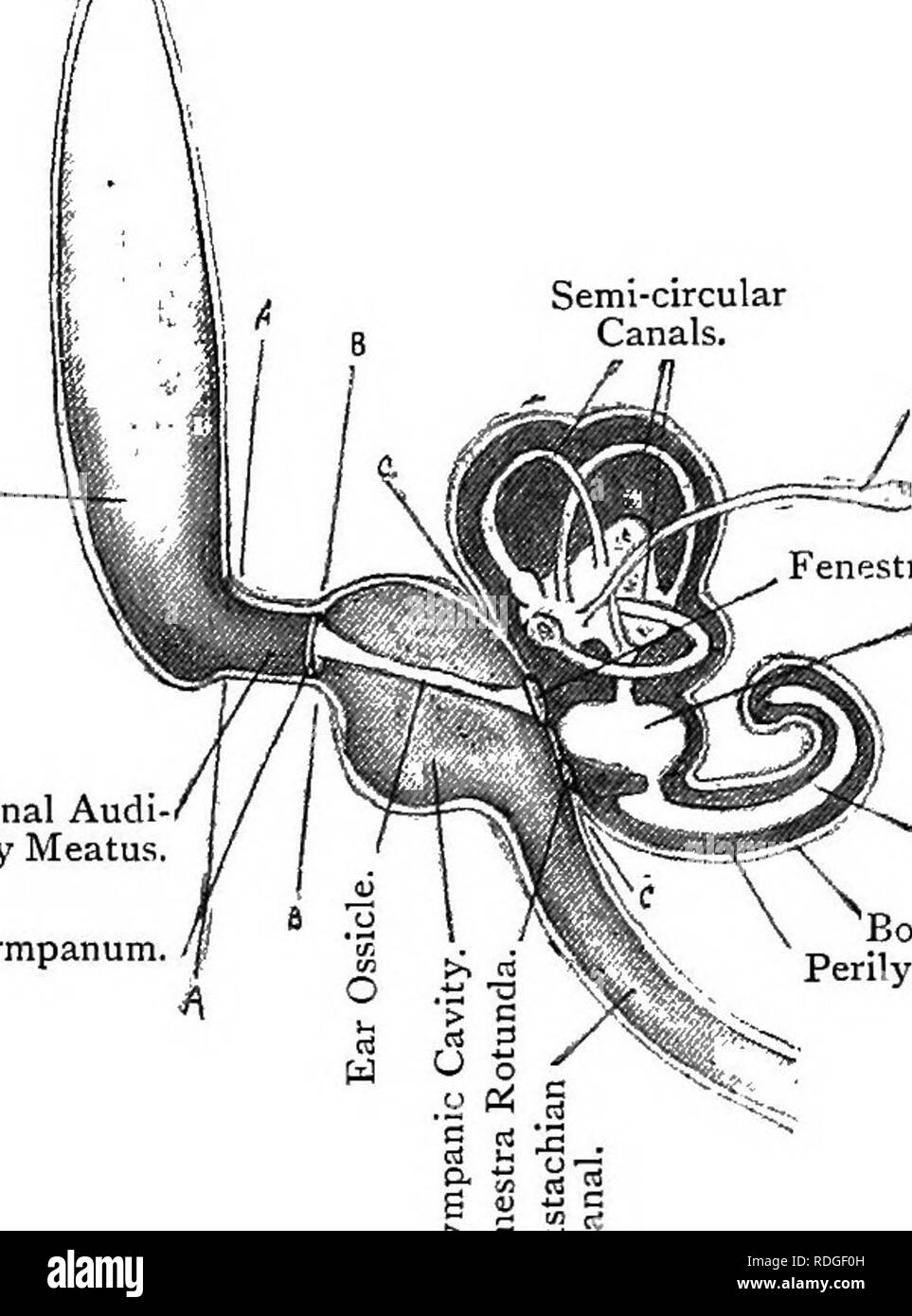 Auditory ossicles Black and White Stock Photos & Images Alamy